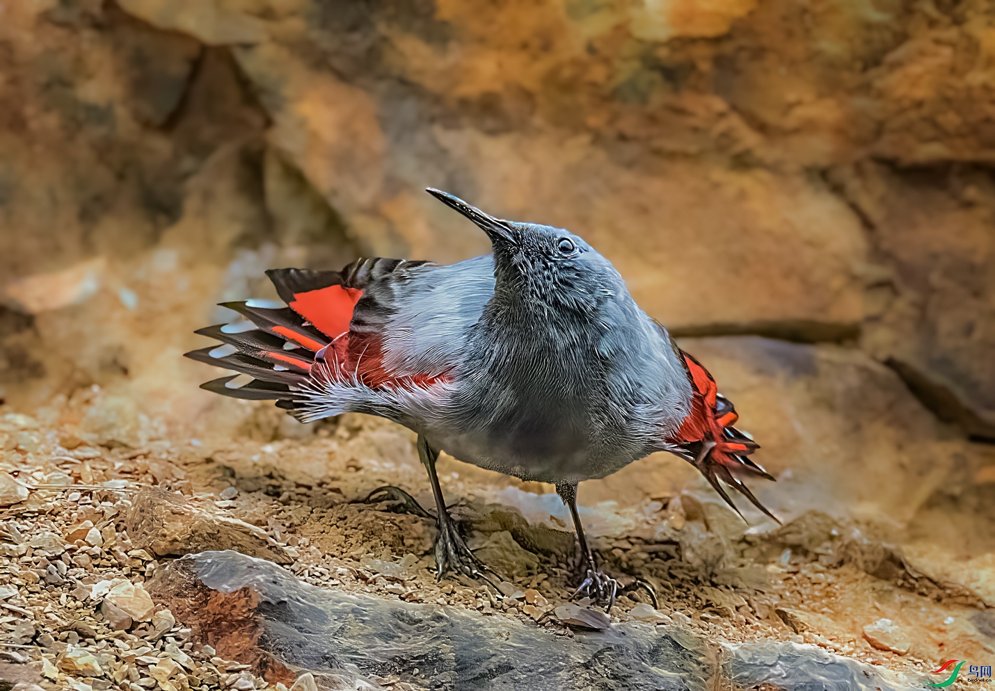 �������ȸ