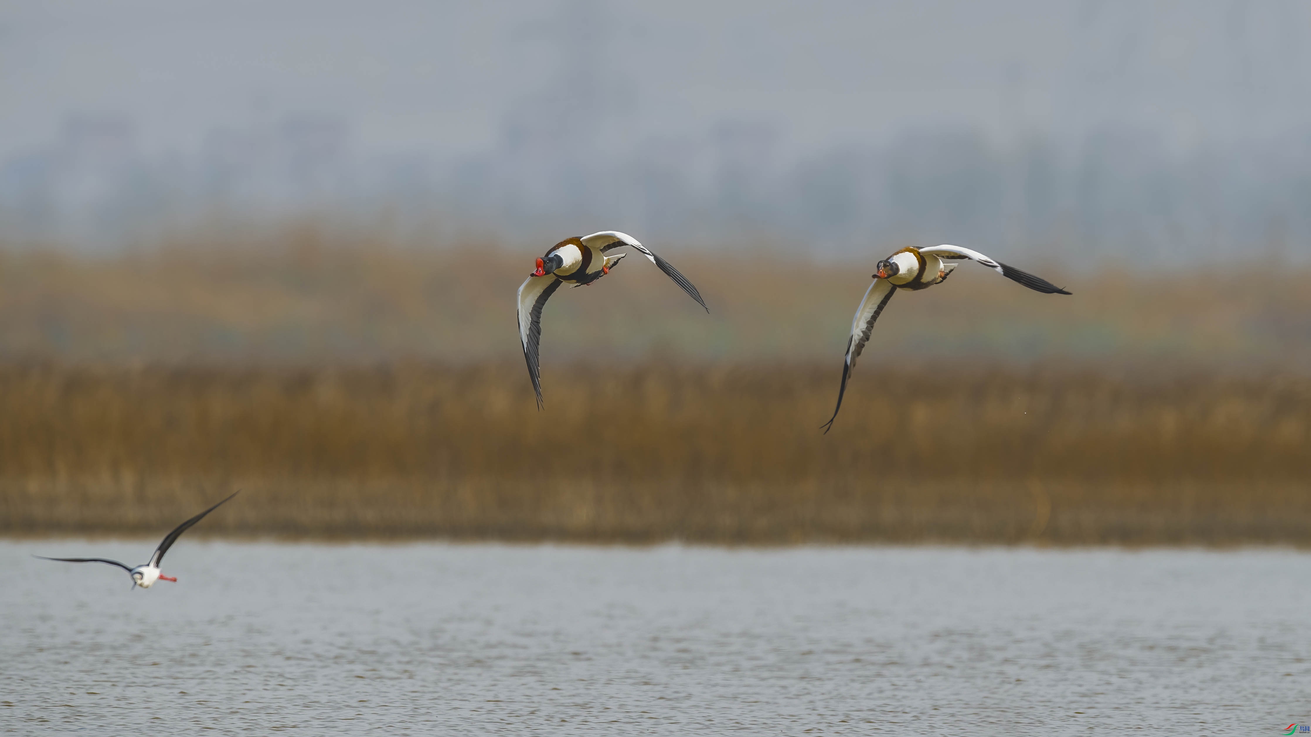 DSC_0248 ����.jpg