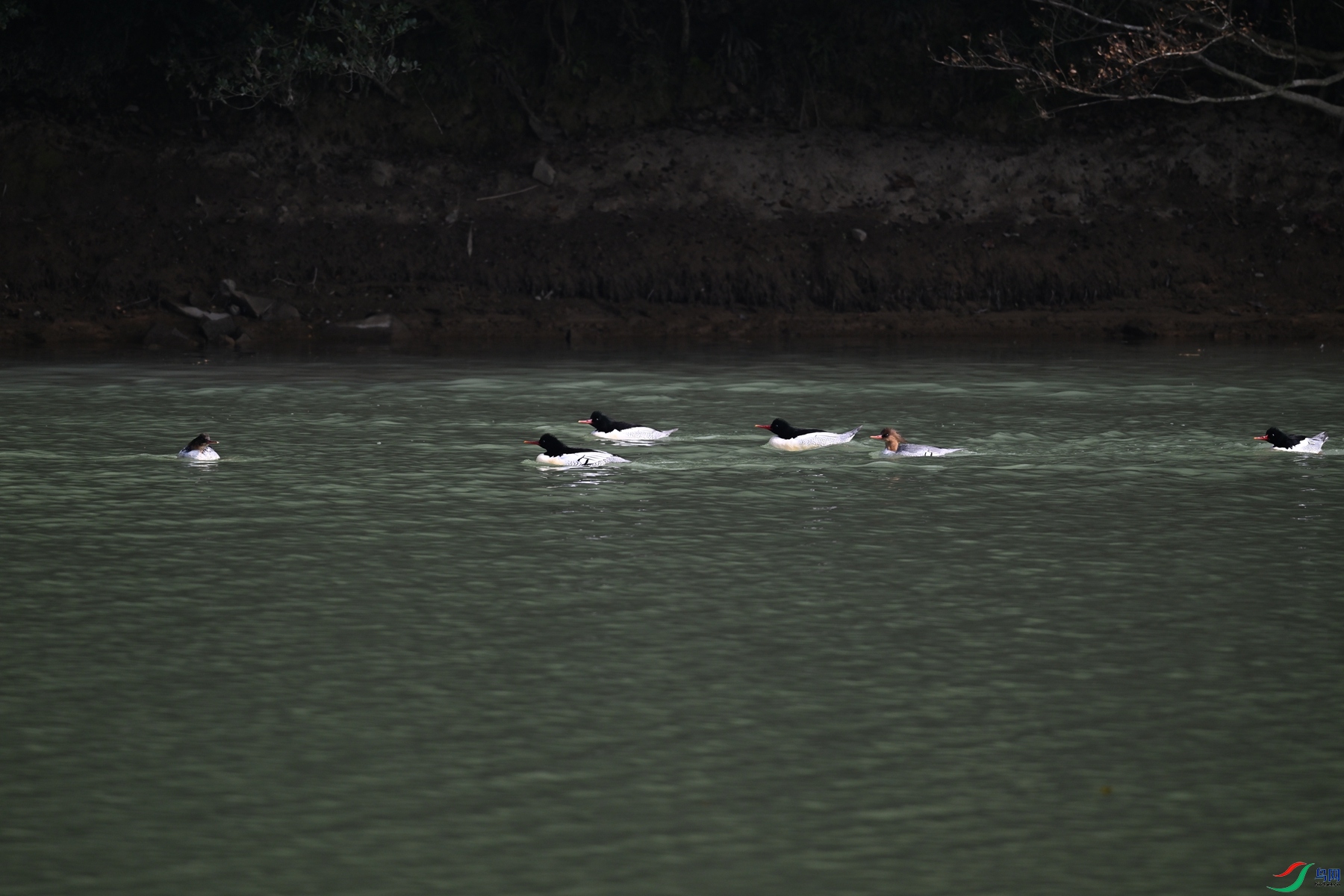 DSC_7177.JPG