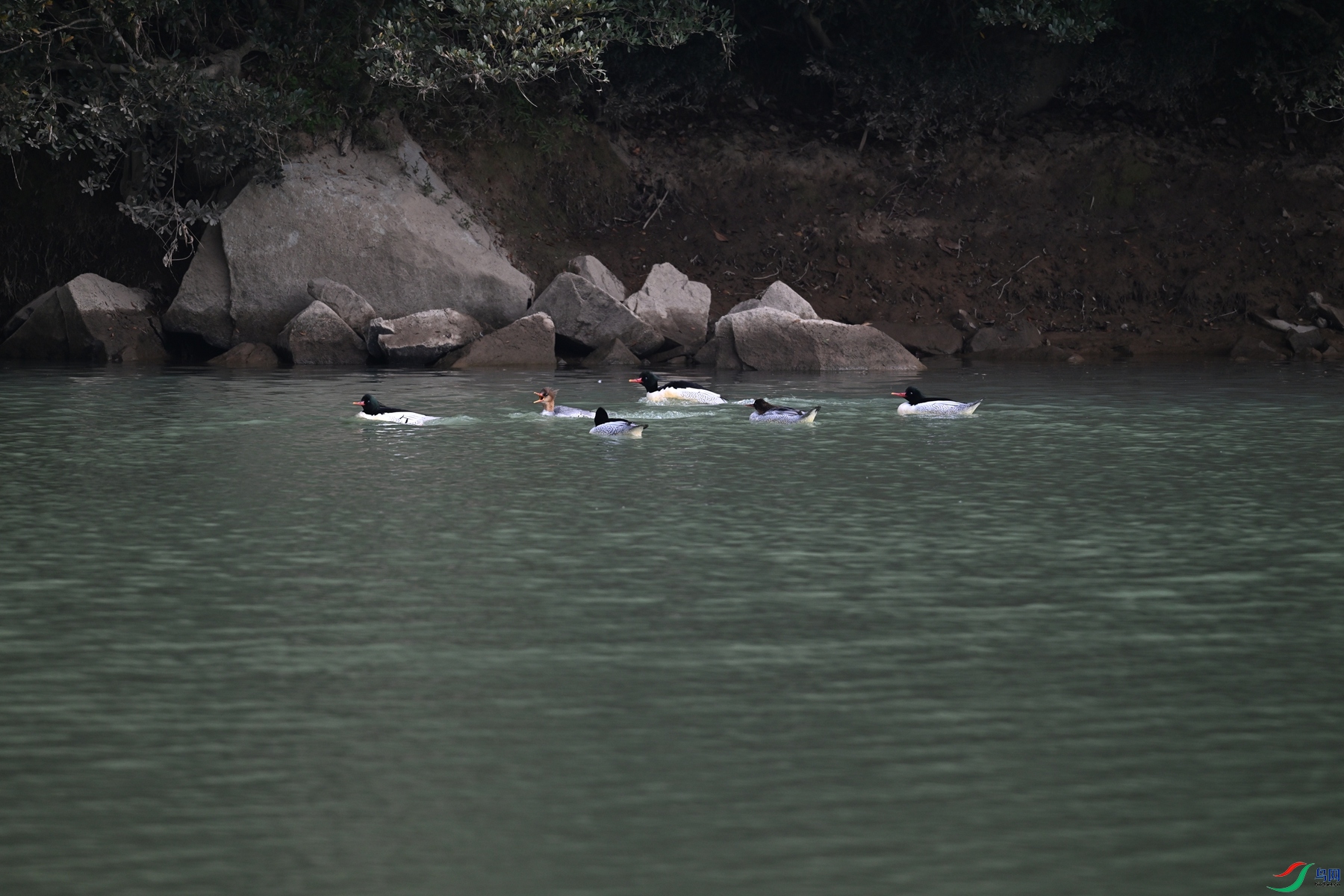 DSC_7185.JPG