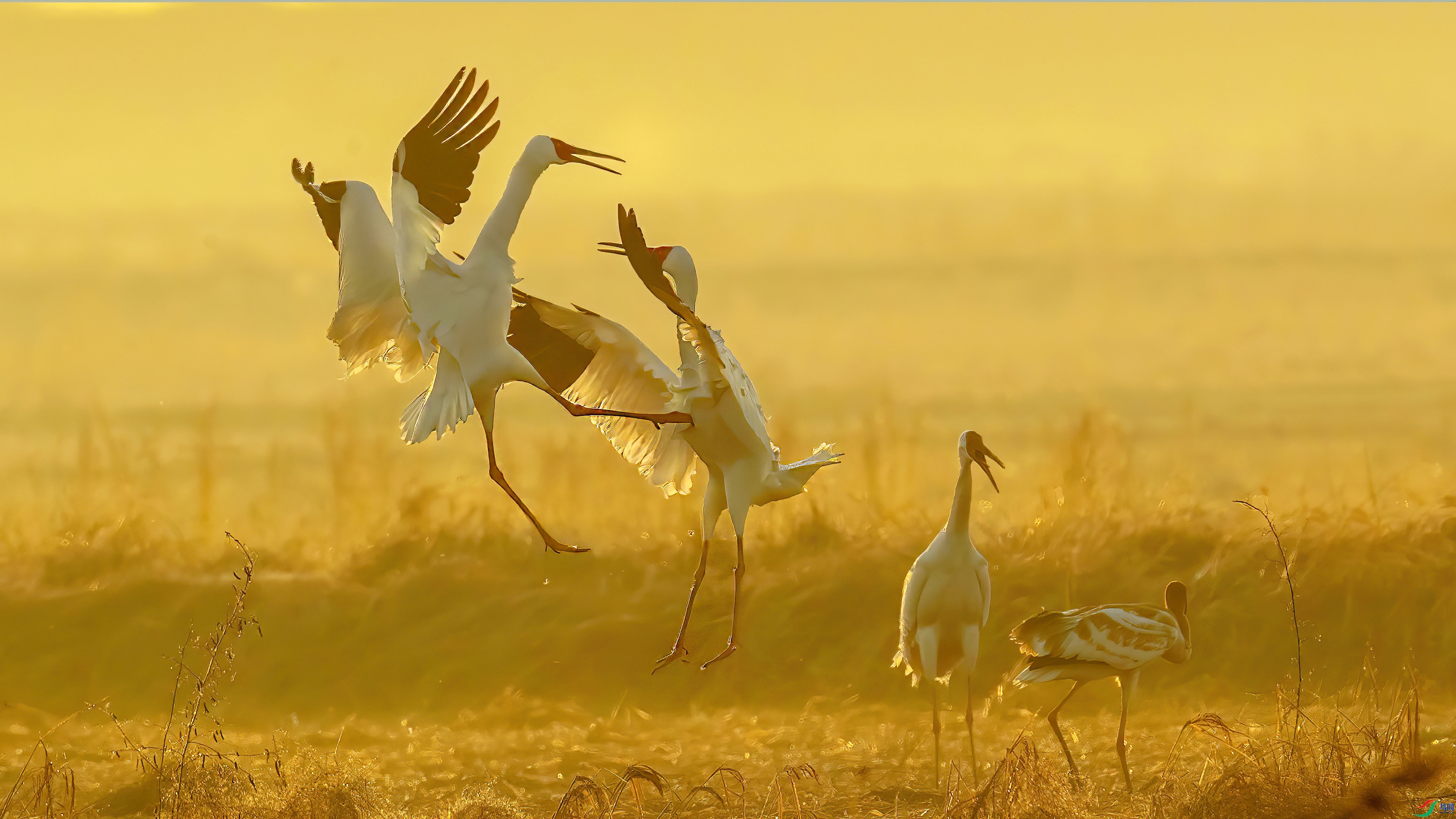 4.12��������ʦ��Ʒ �����֣�ף���ٻ����Ѿ����� .jpg