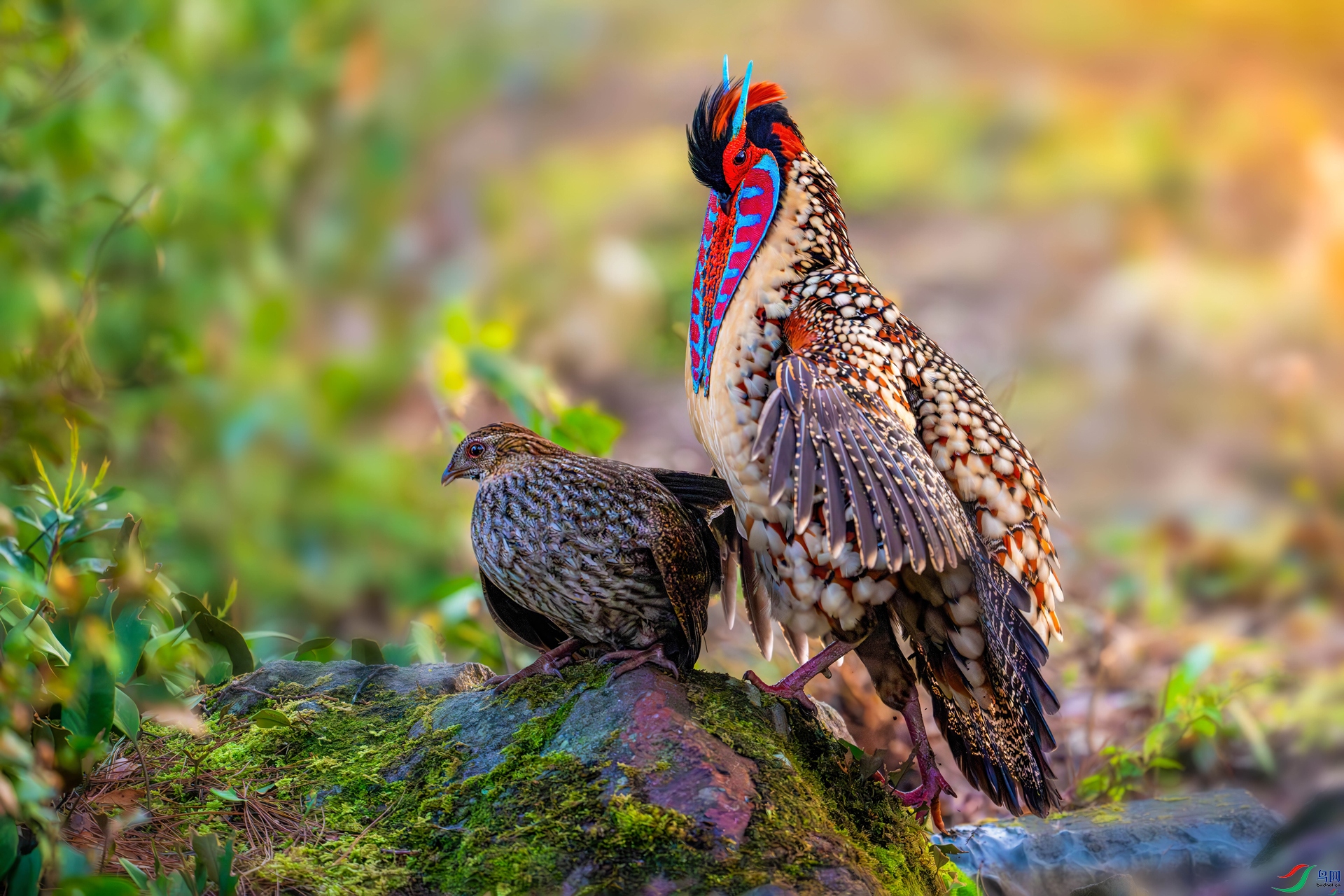 4.12����������ʦ��Ʒ   ʢװʾ��  ��ף���ٻ����������-1.jpg