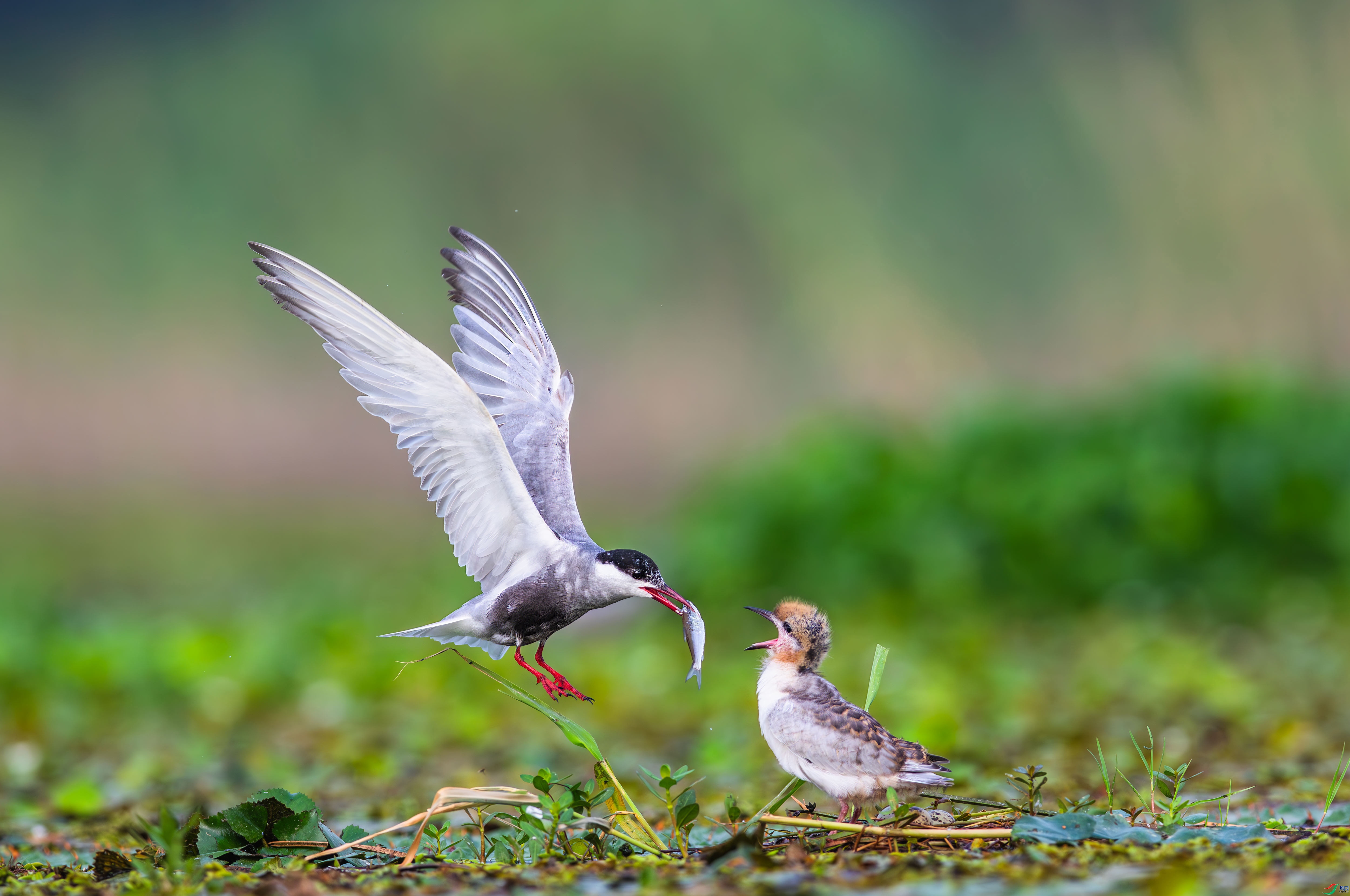 4.13��������ʦ��Ʒ   ����ʢ�� ��ף���ٻ����Ѿ�����.jpg