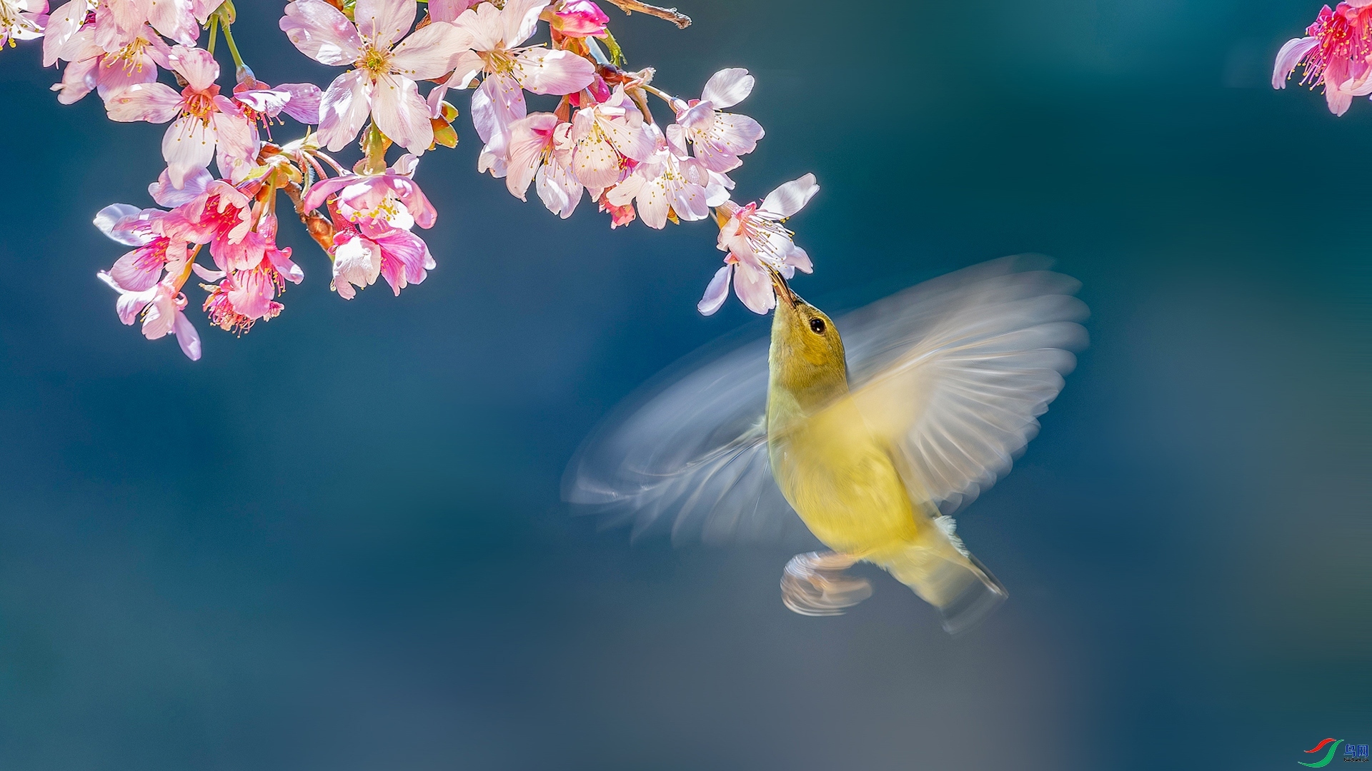4.15�ƽ�Ҷ��ʦ��Ʒ   ̫���񡪡�ӣ��֮����ף���ٻ��Ա������.jpg