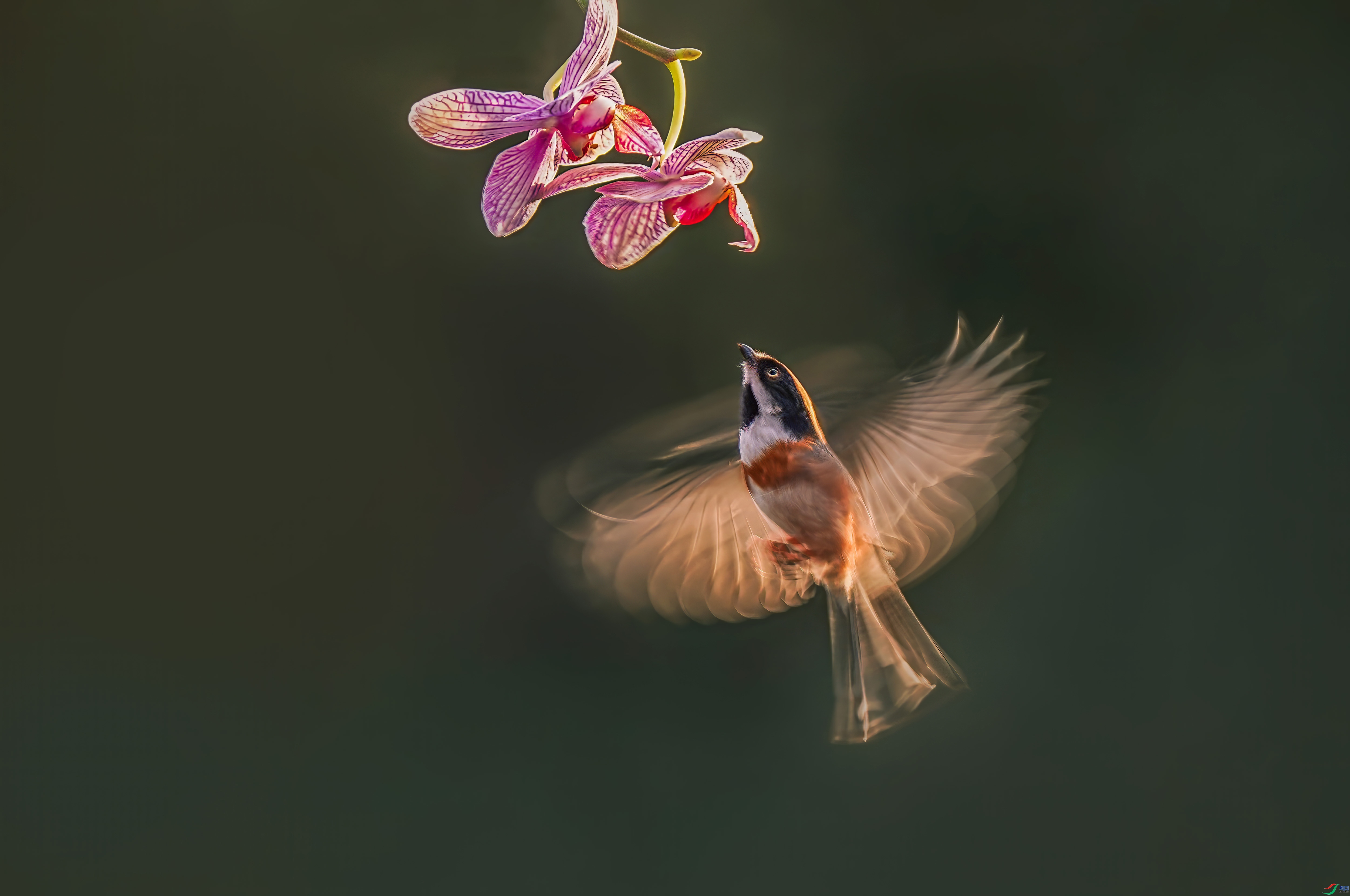 4.15��������ʦ��Ʒ   ���滨��ף���ٻ����Ѿ�����.jpg