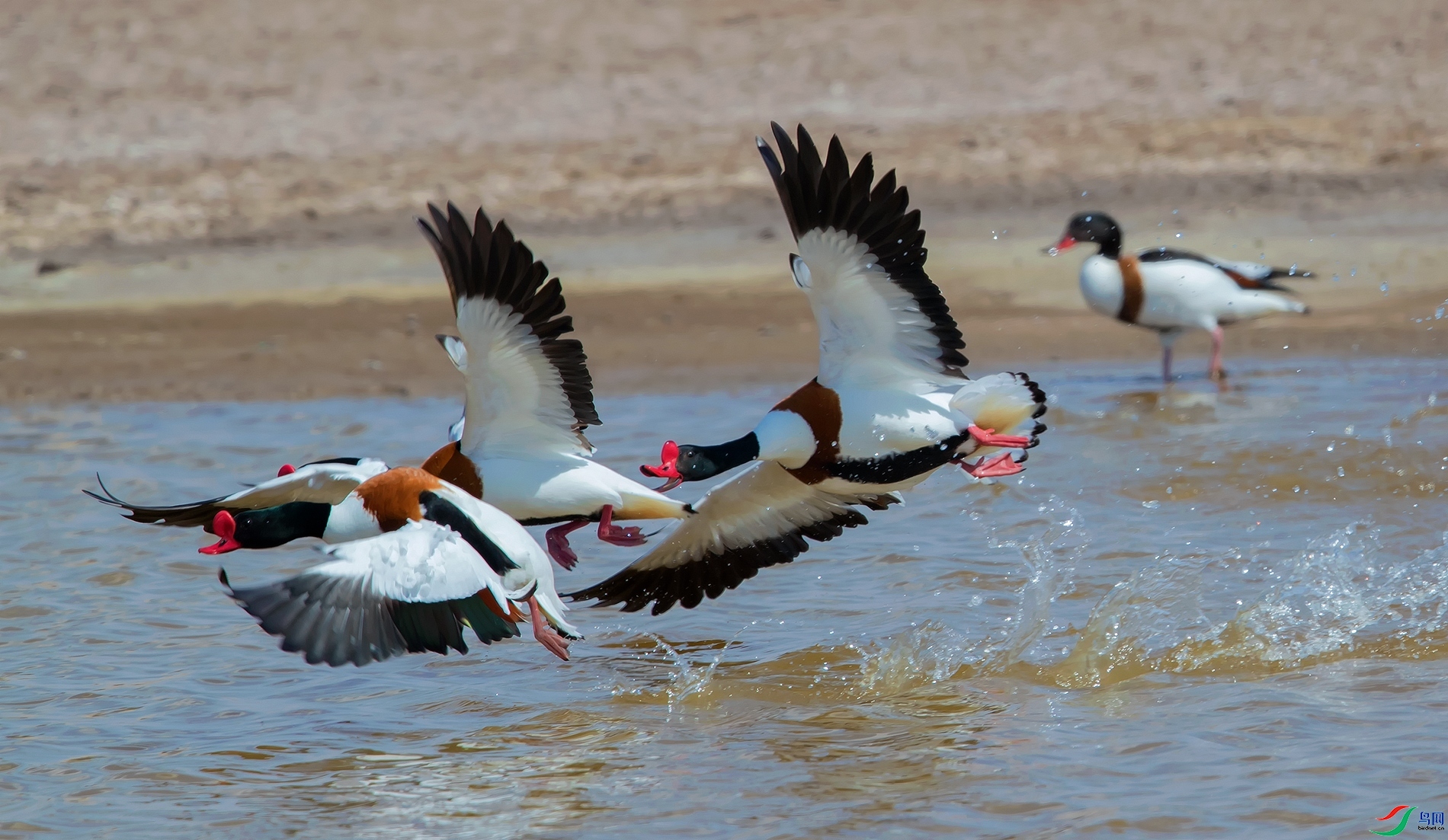 4.18һ�����567��ʦ��Ʒ   Ϊ����ս��ף���ٻ��Ա������.jpg