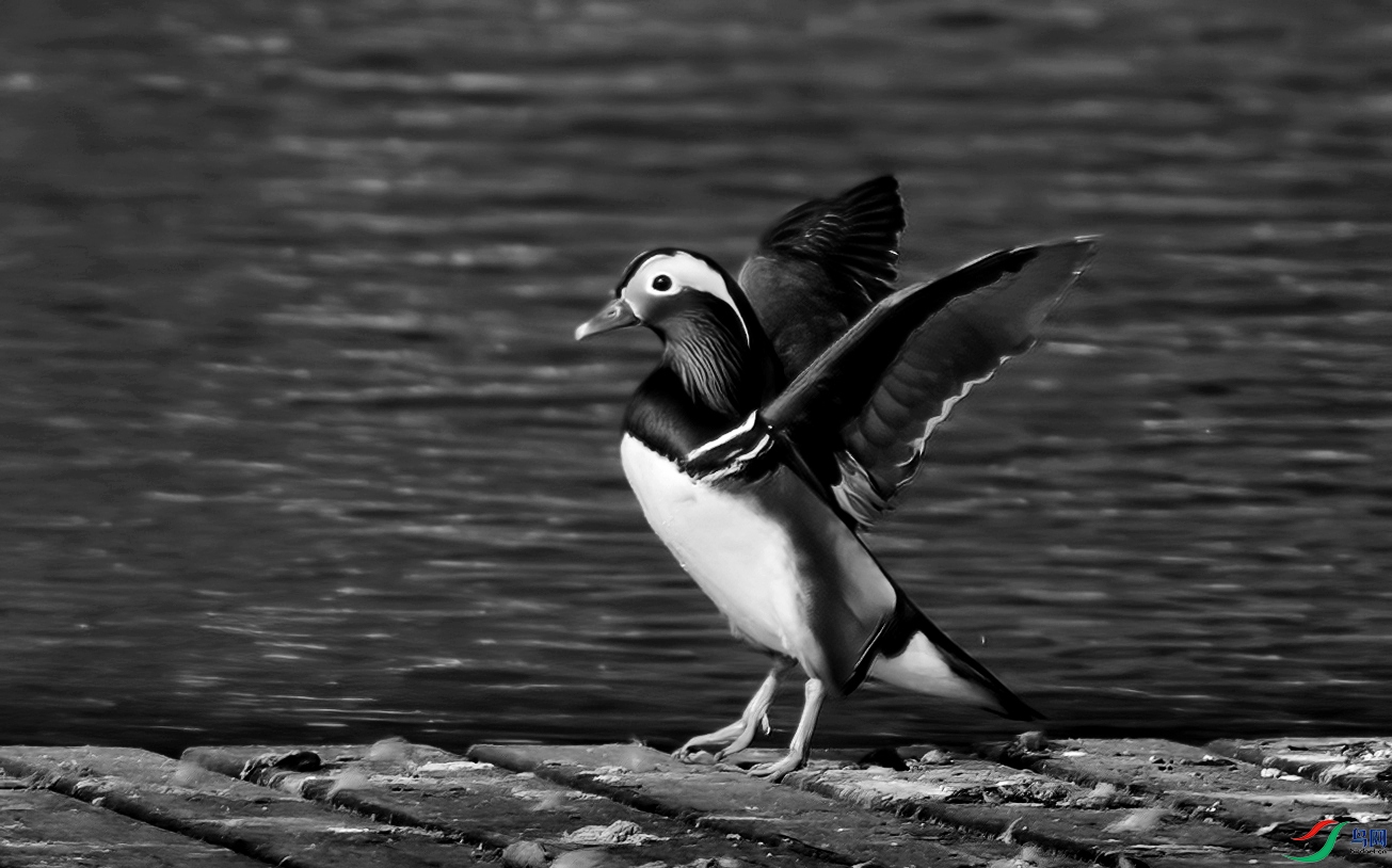 DSC_2476 ����_����.jpg