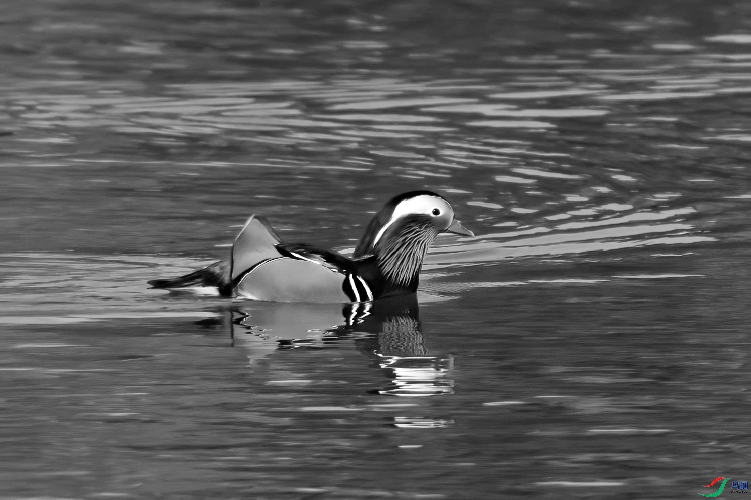 DSC_2511 ����_����.jpg