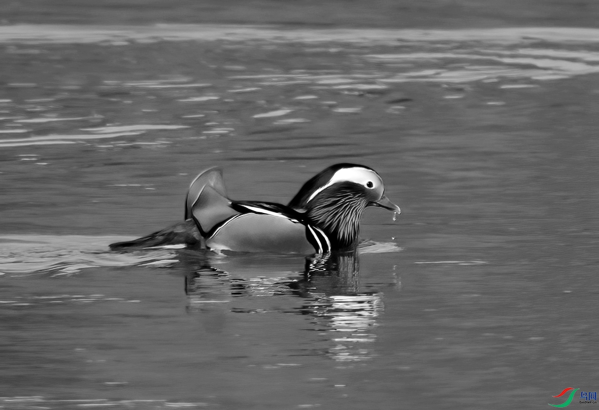 DSC_2518 ����_����.jpg