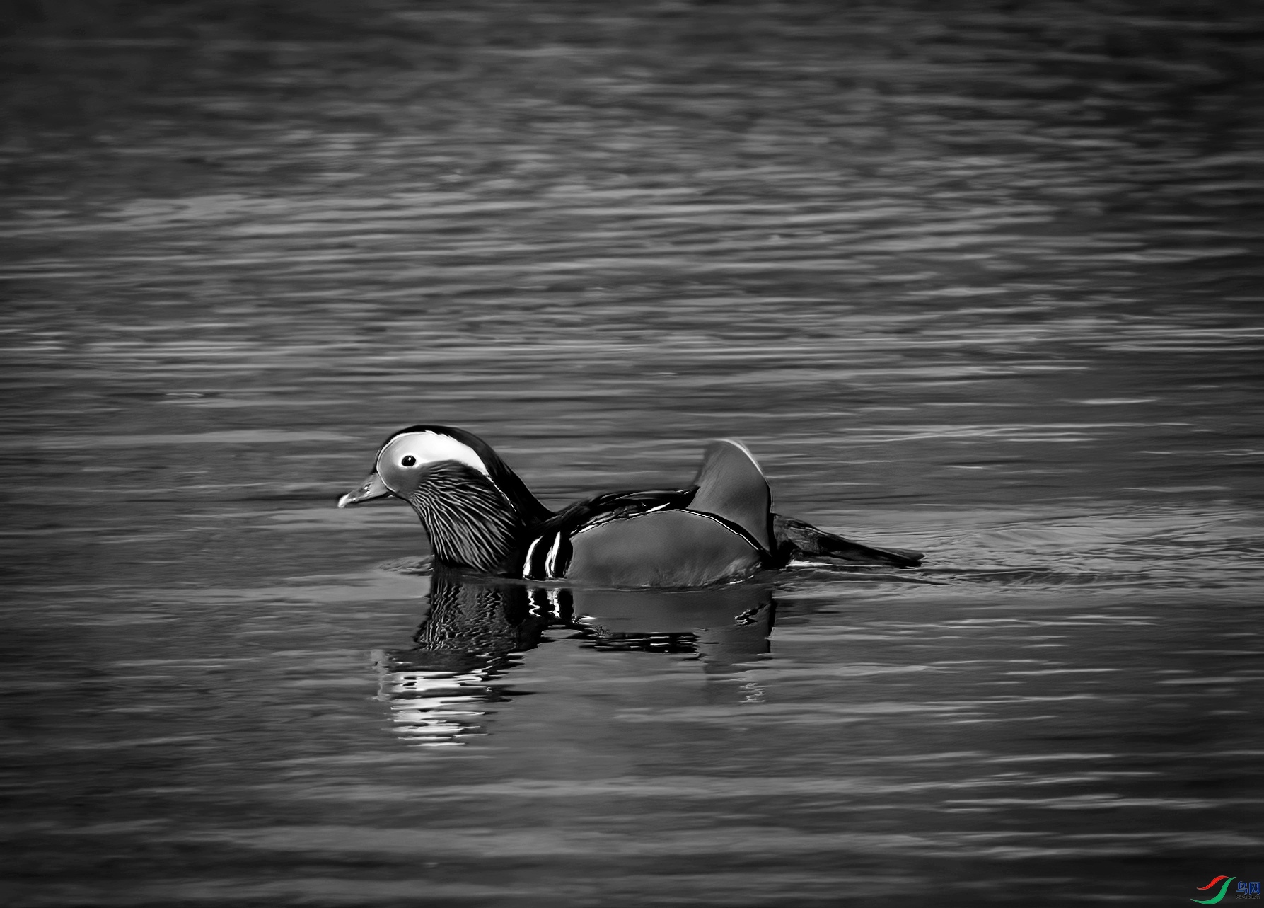 DSC_2560 ����_����.jpg