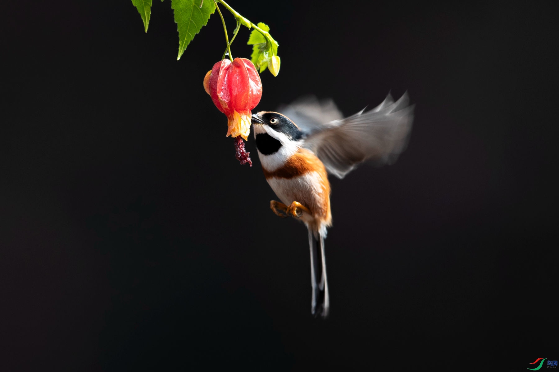 ��ͷ��βɽȸ