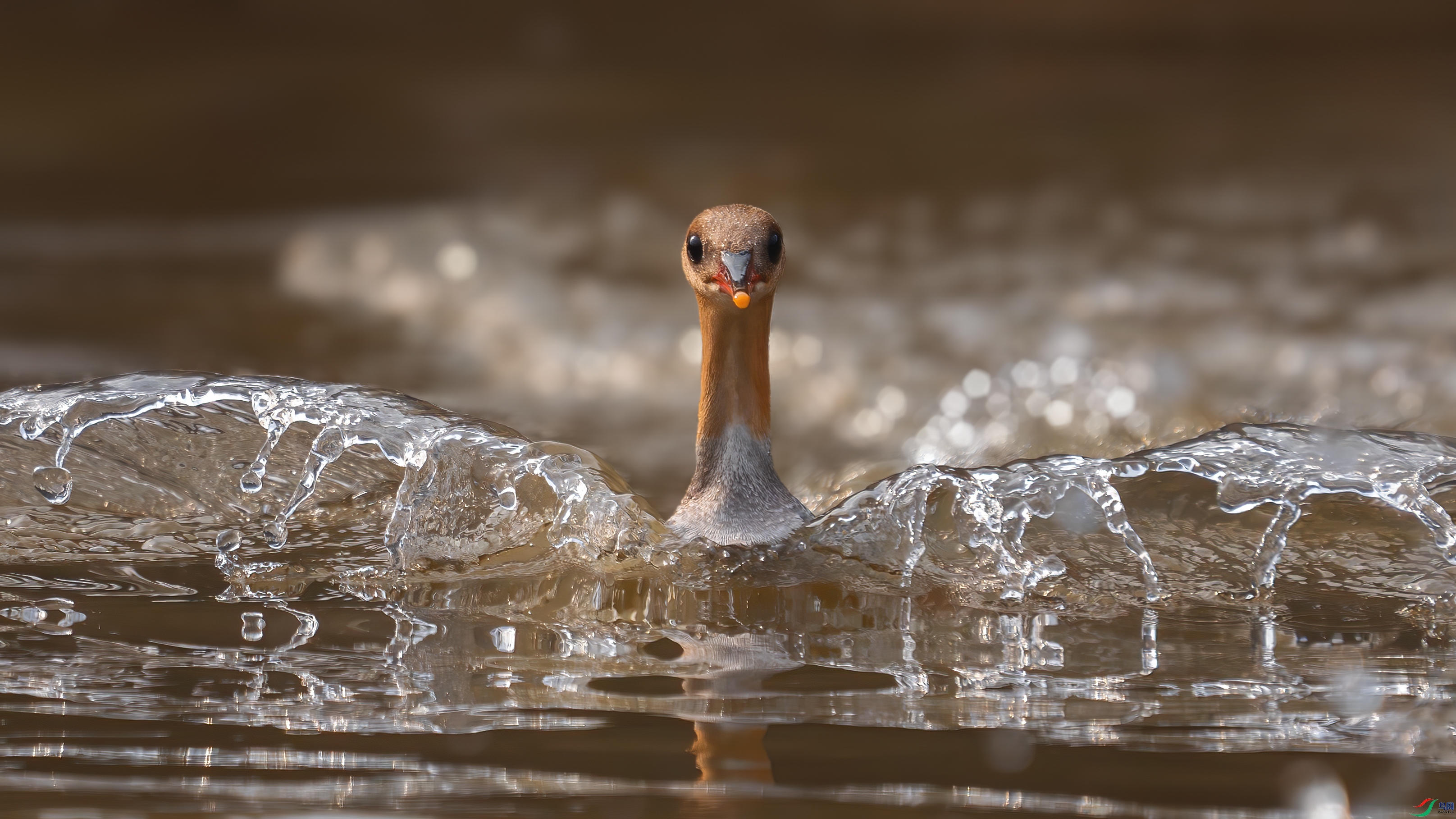 _DSC8111 ����...jpg