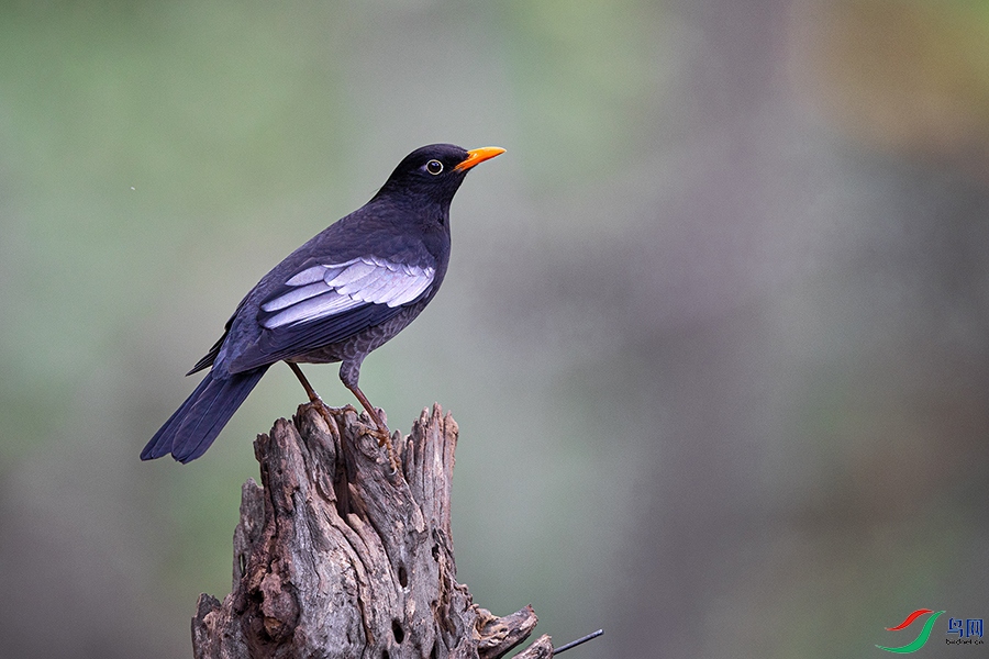 4X8A4444 ����.jpg