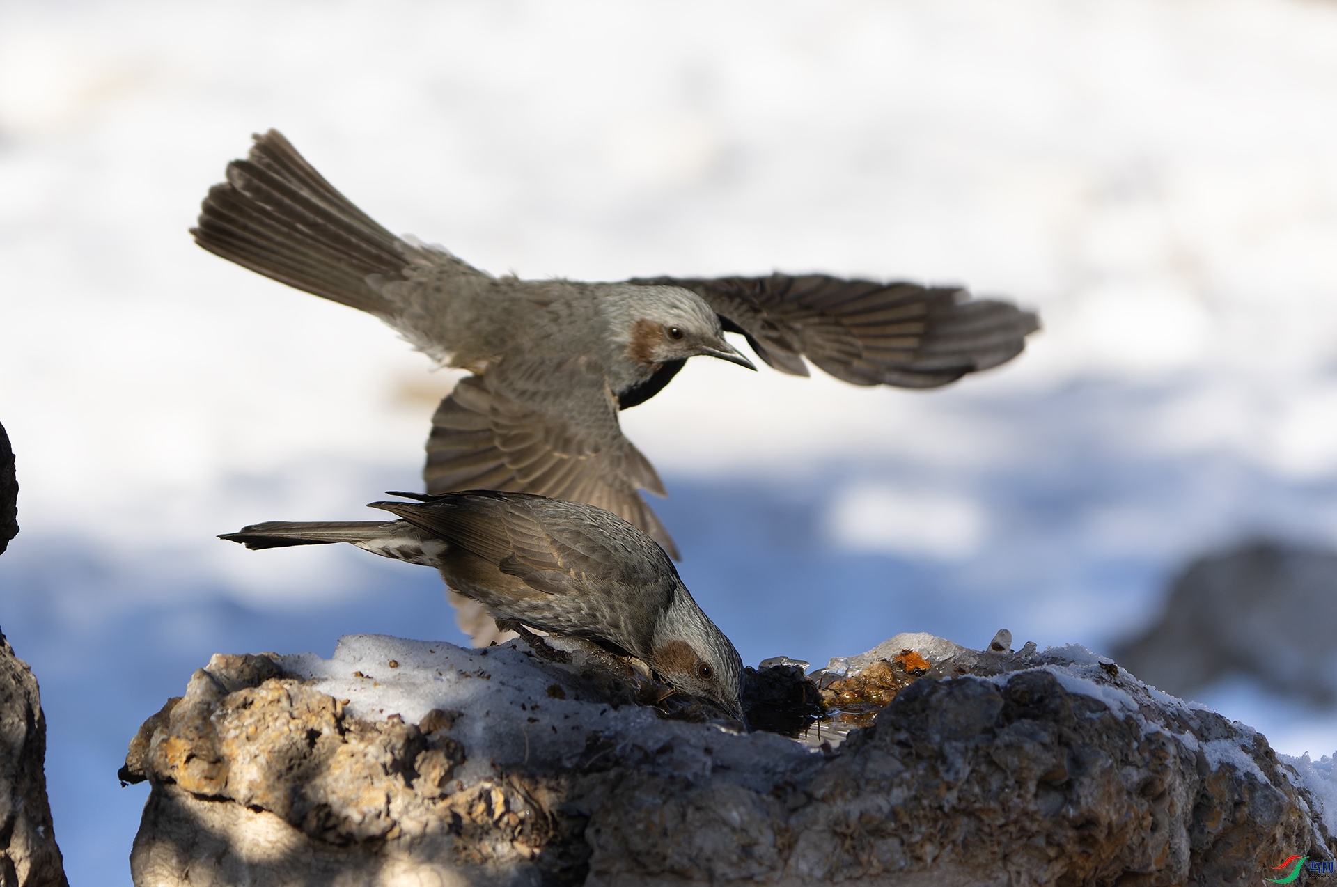 DSC09813-ARW_DxO_DeepPRIME ���� 2.jpg