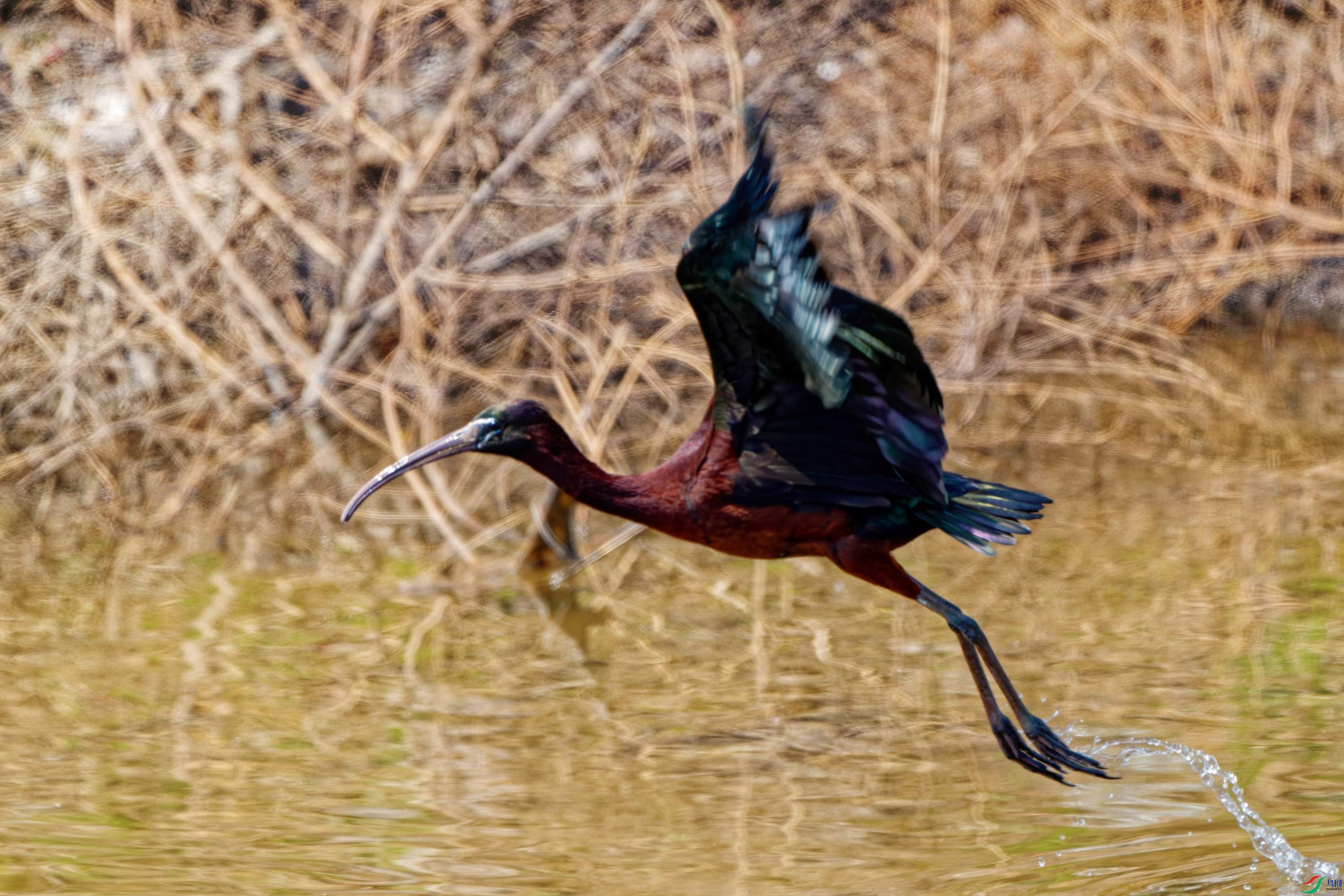 DSC_2513-1.jpg