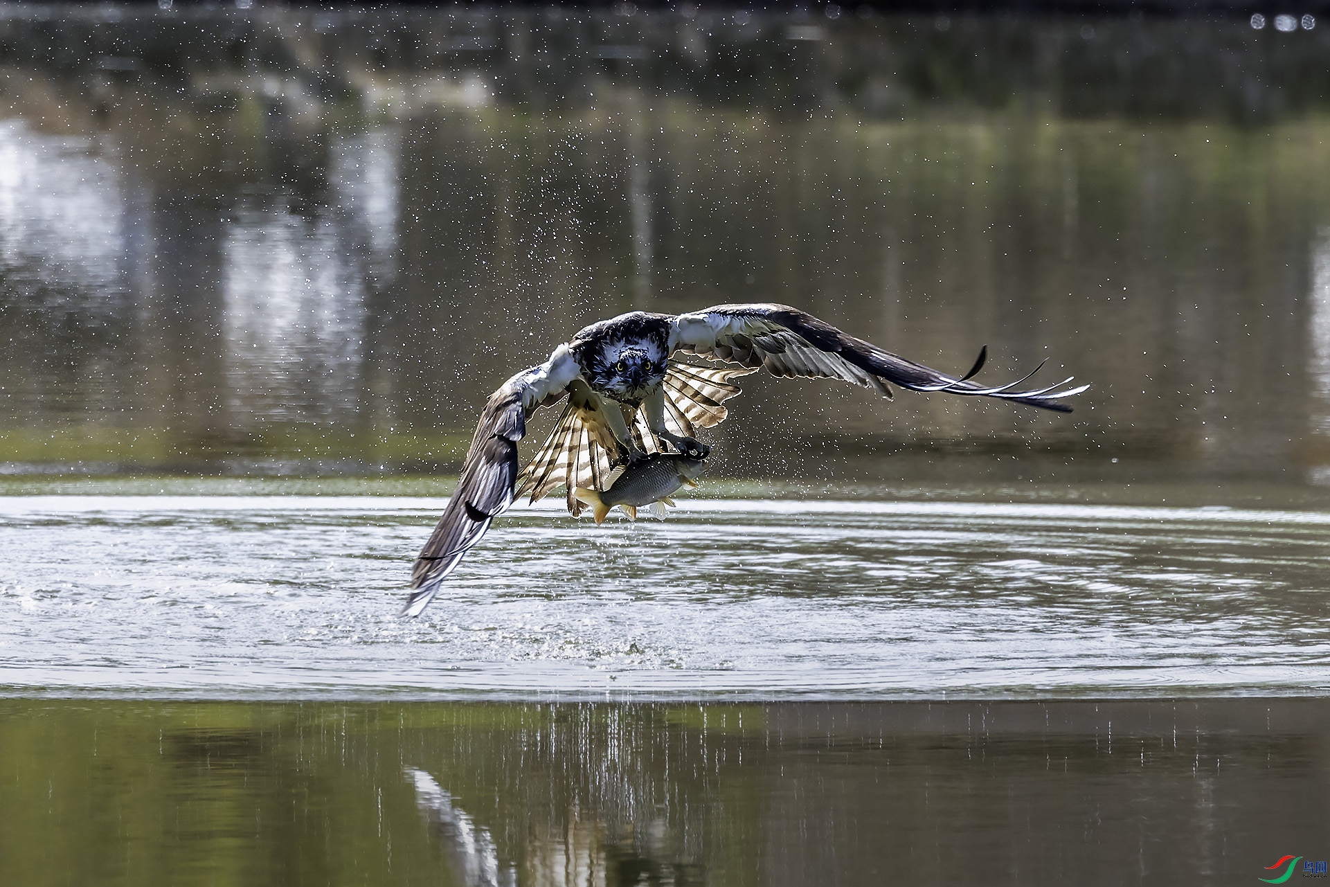 ������Ӱ