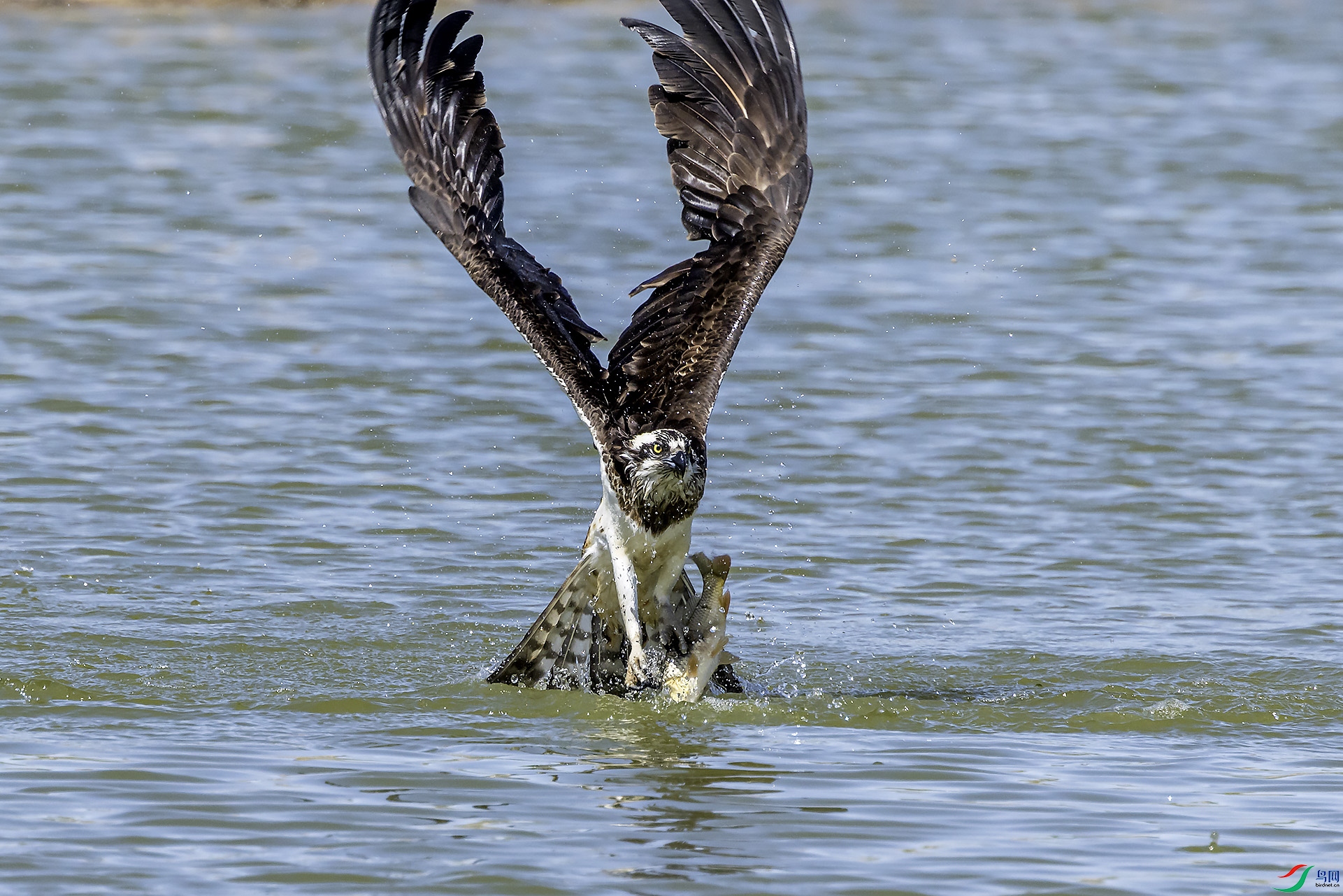 ������Ӱ