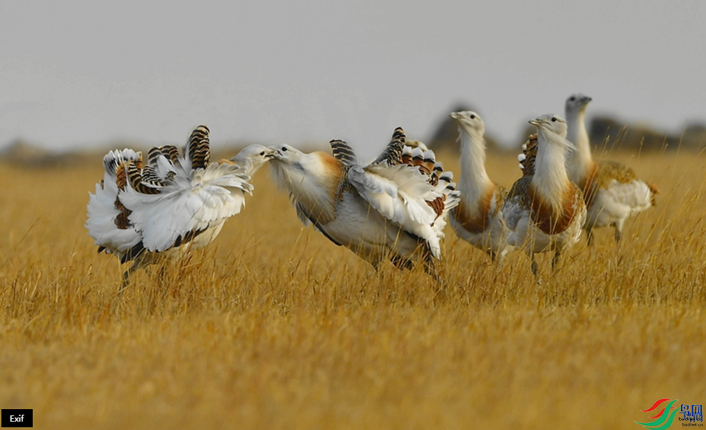 �������ѡ���ѹ�ս�����ٻ��Ա������Լ�ְ��� 21.png