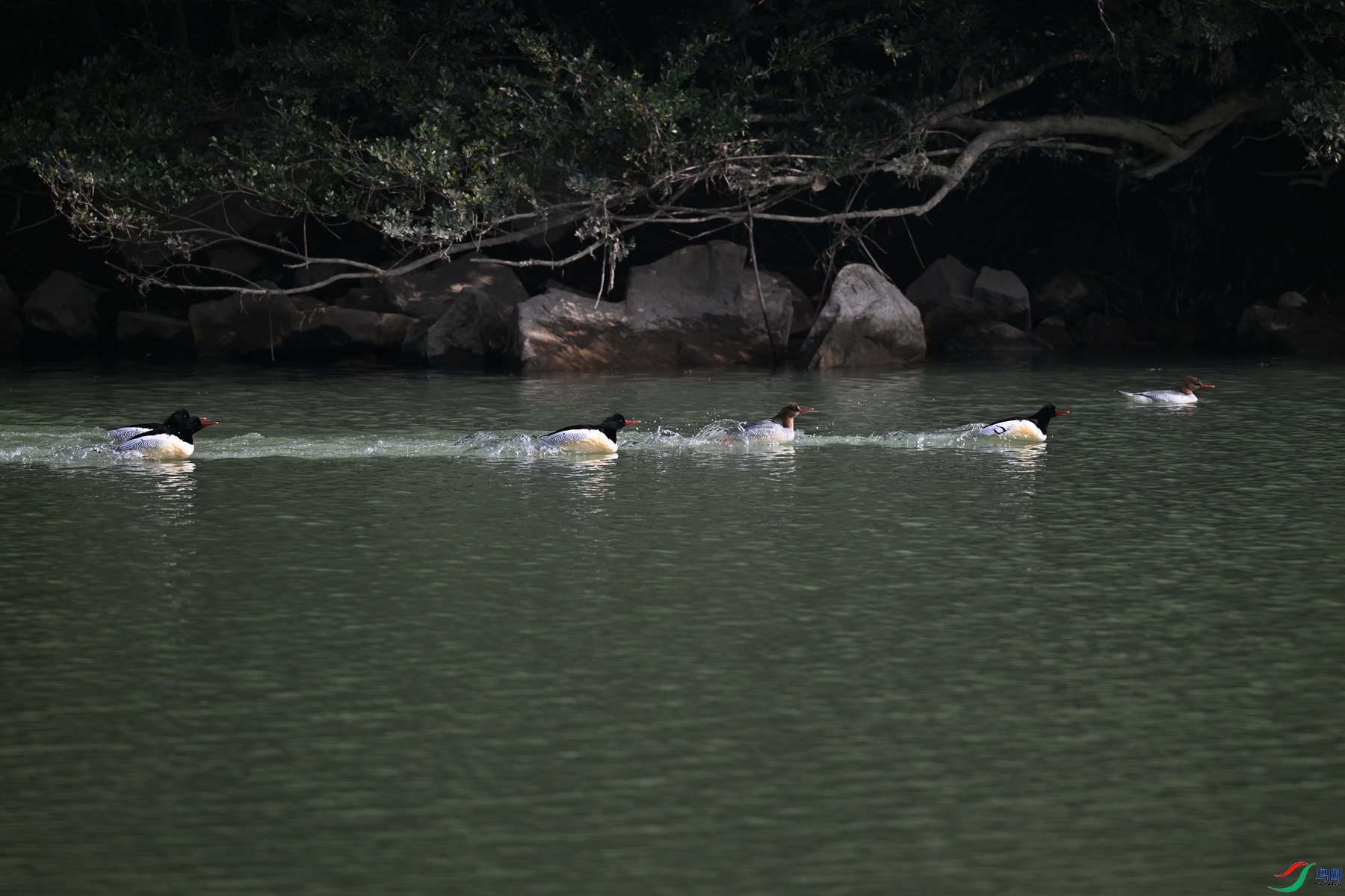 DSC_7147.JPG