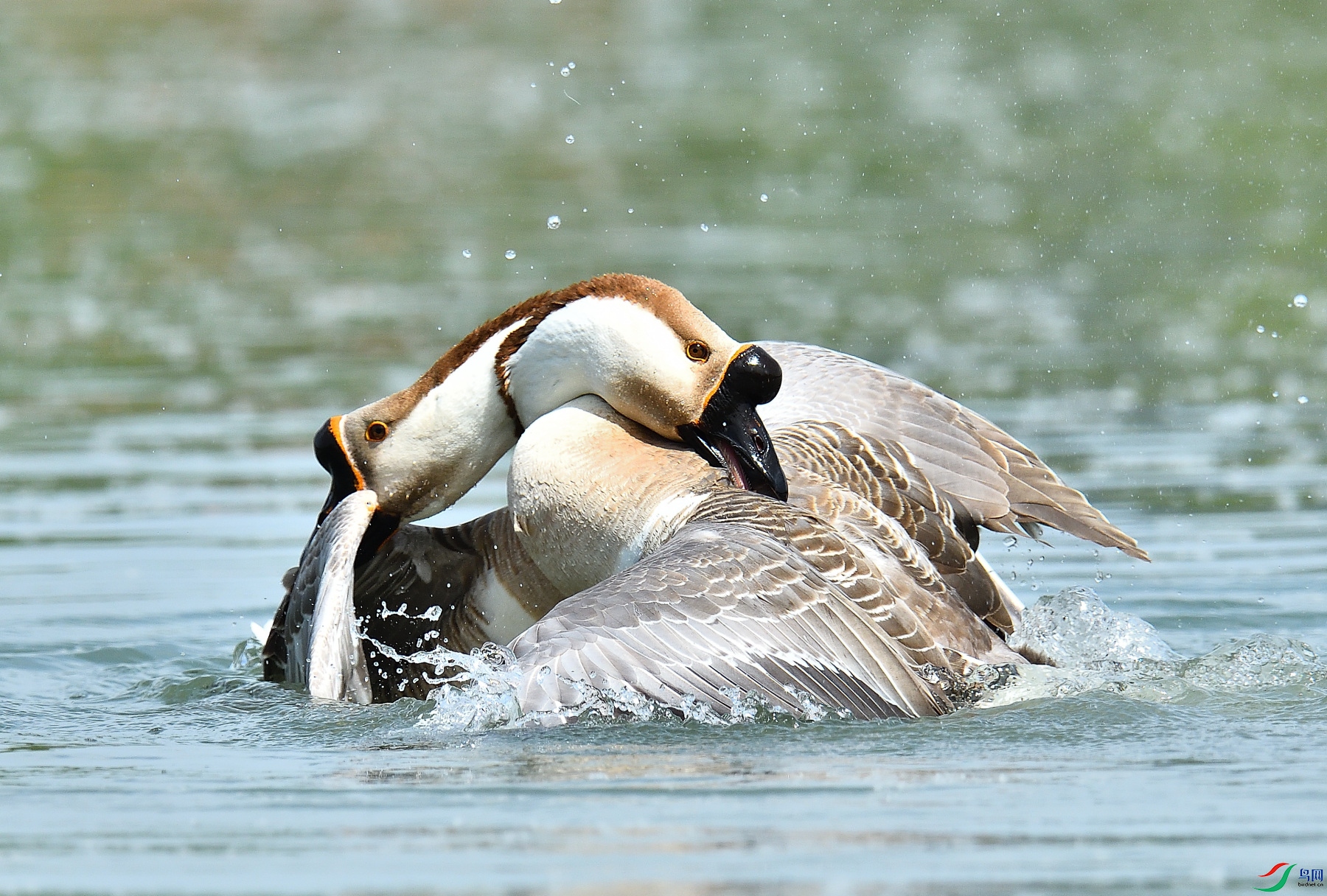 DSC_6155.JPG