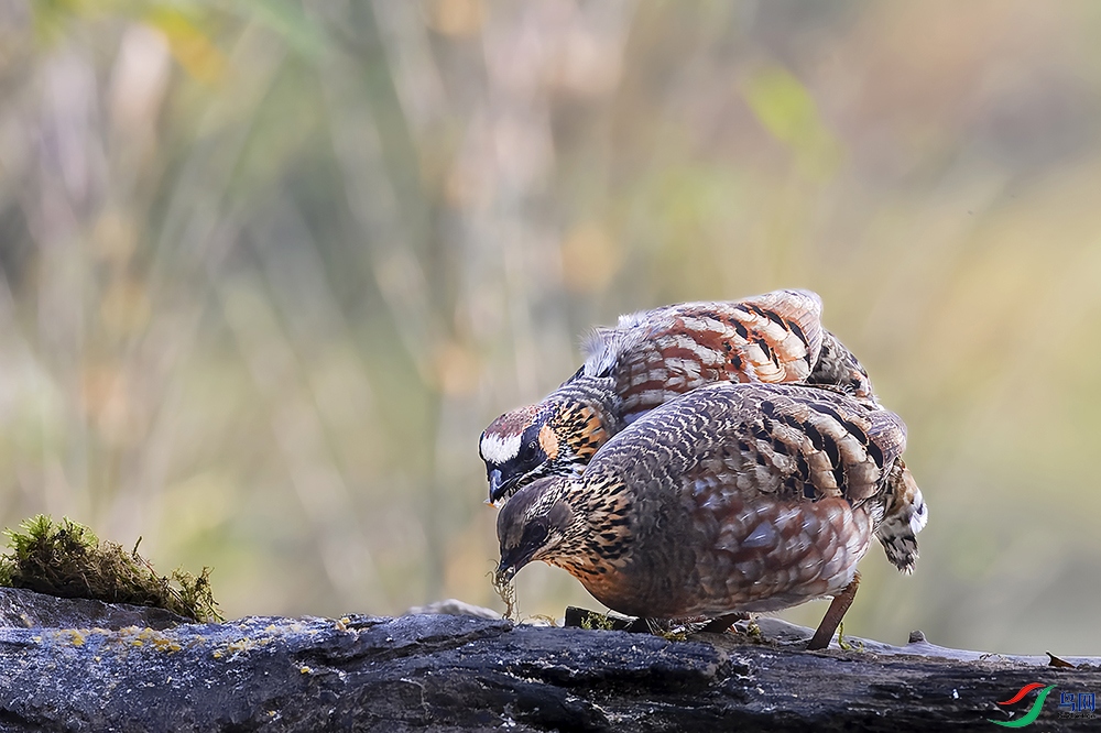 DSC_0242-topaz-rawdenoise-sharpen ���� 3.jpg