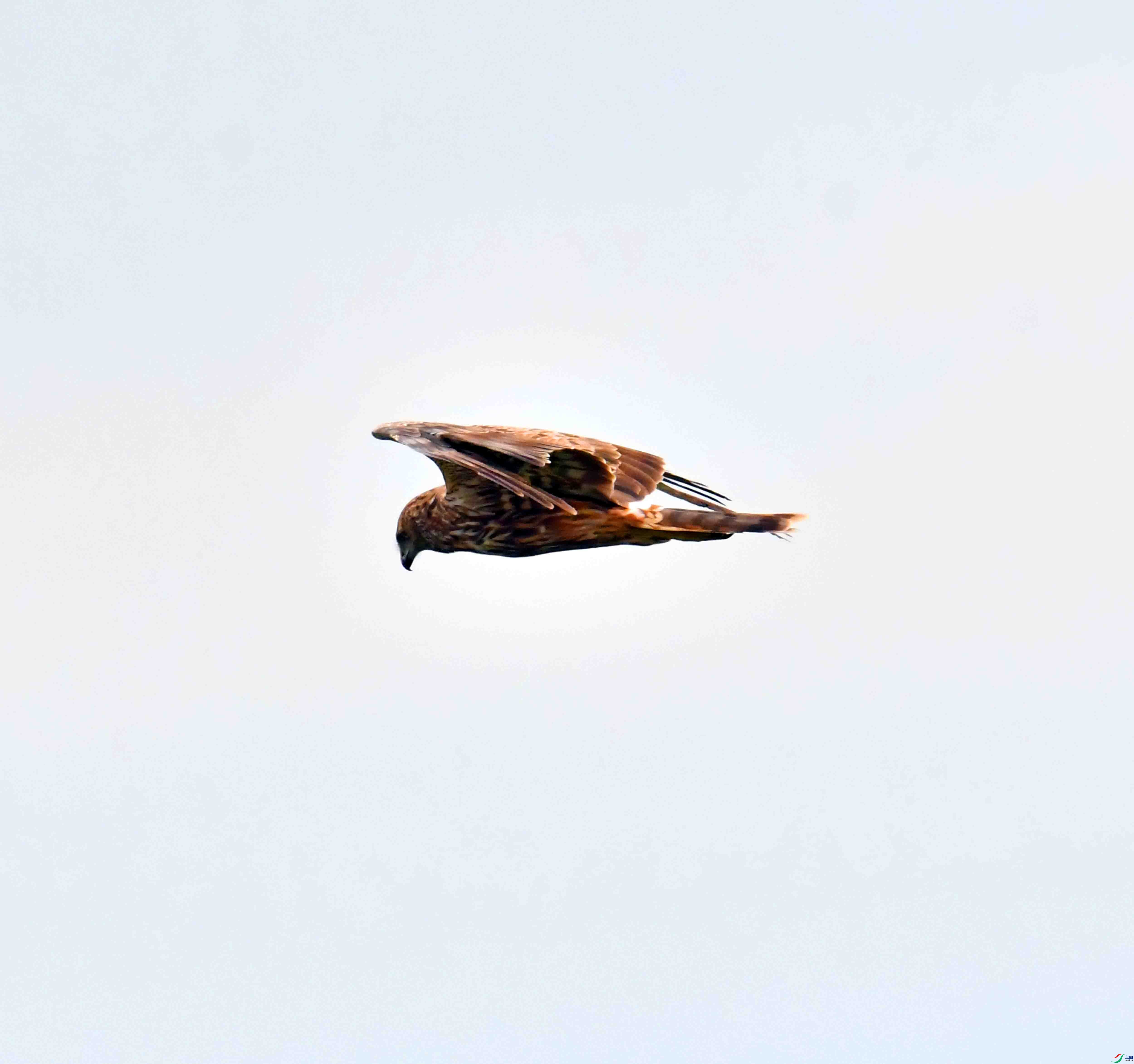 DSC_8056.JPG