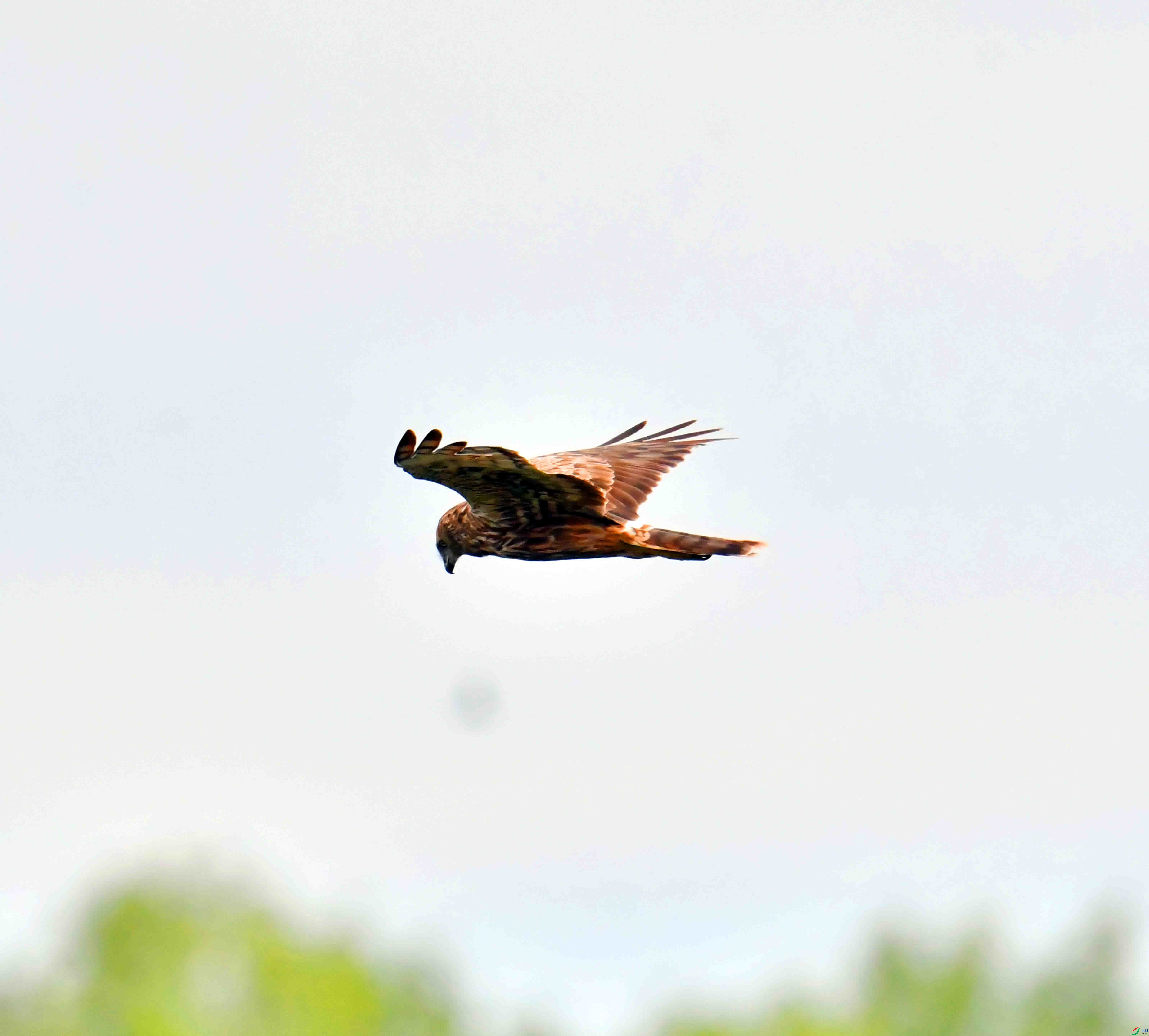 DSC_8058.JPG