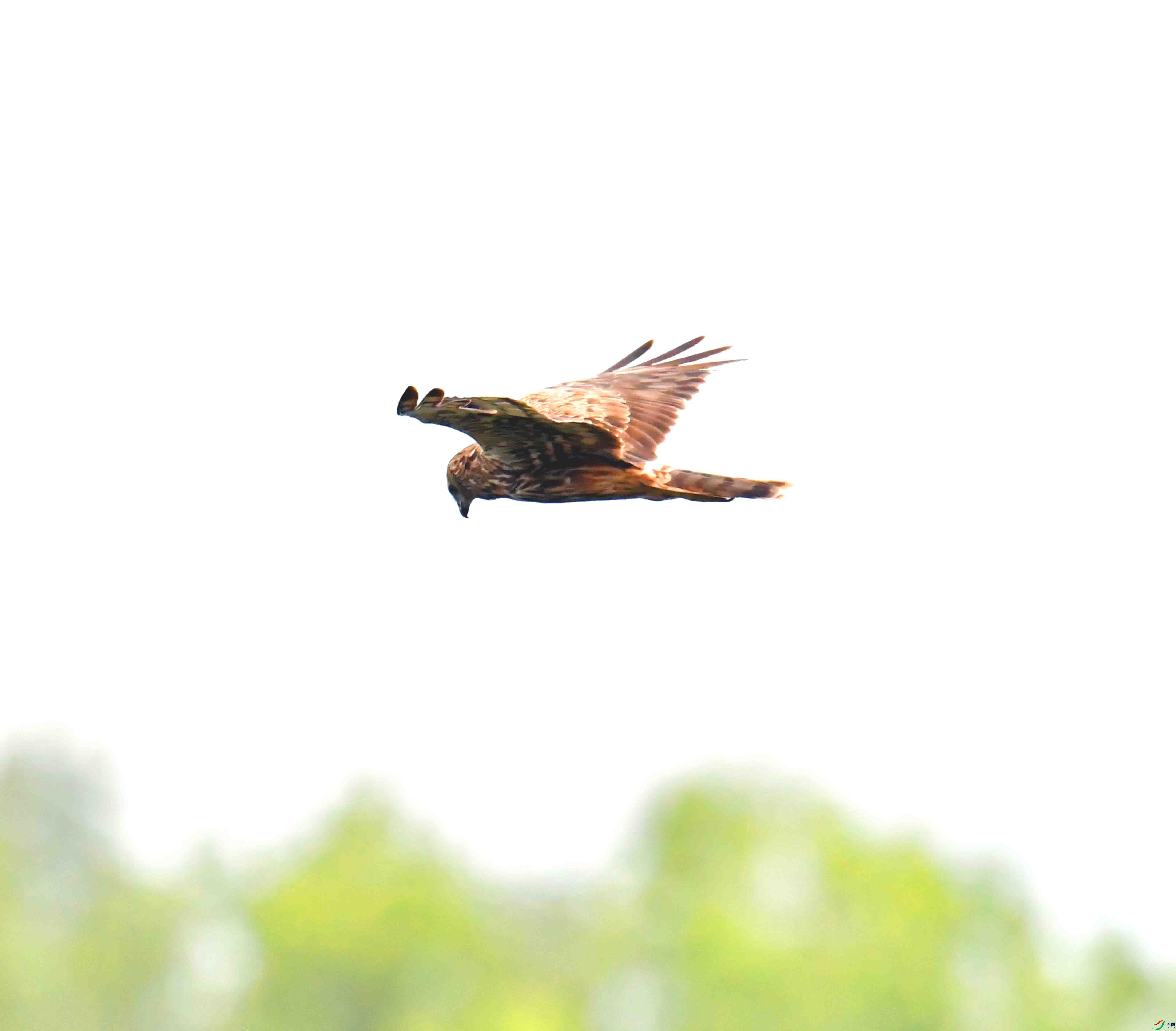 DSC_8059.JPG