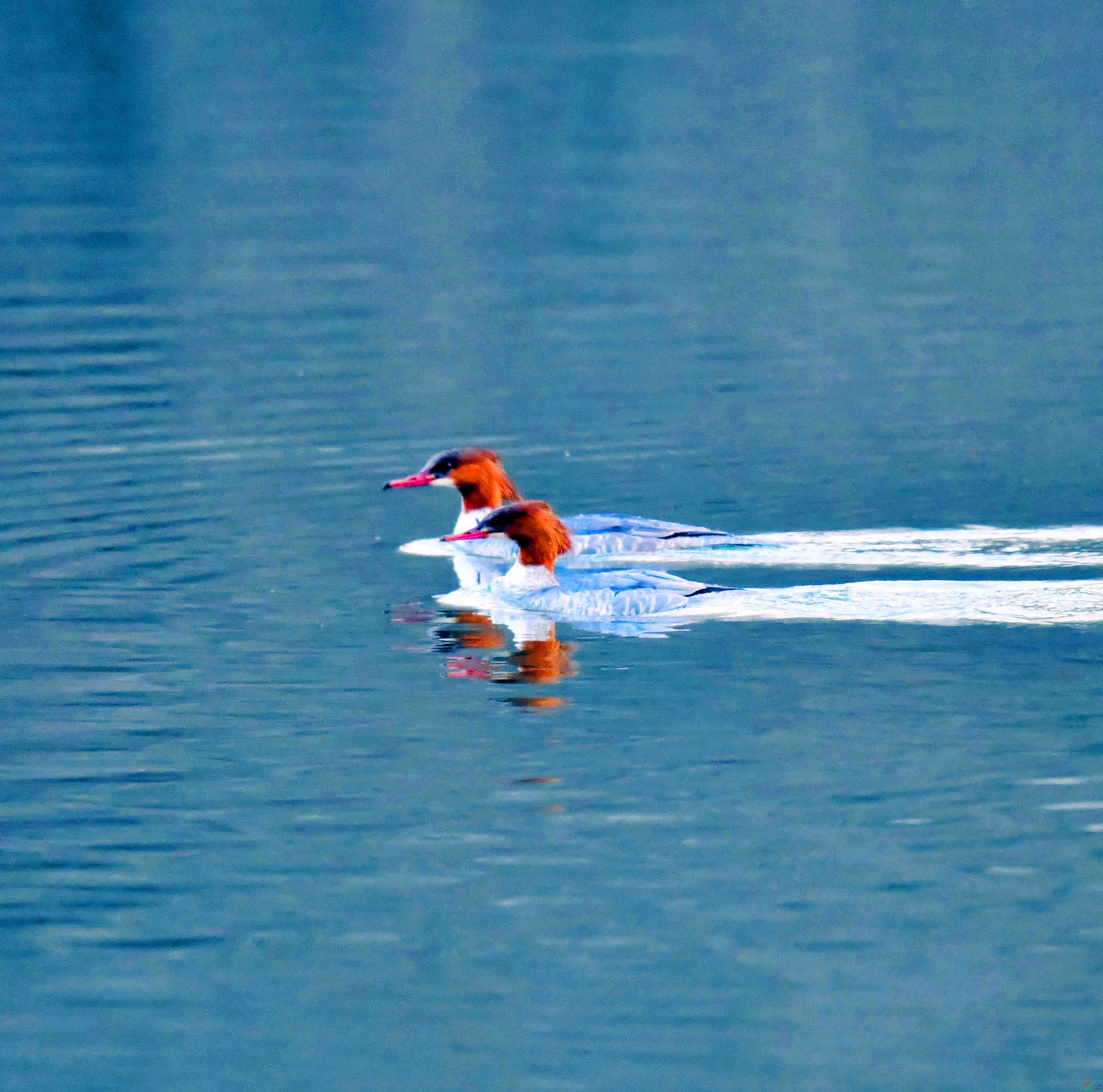 DSC_0214.JPG