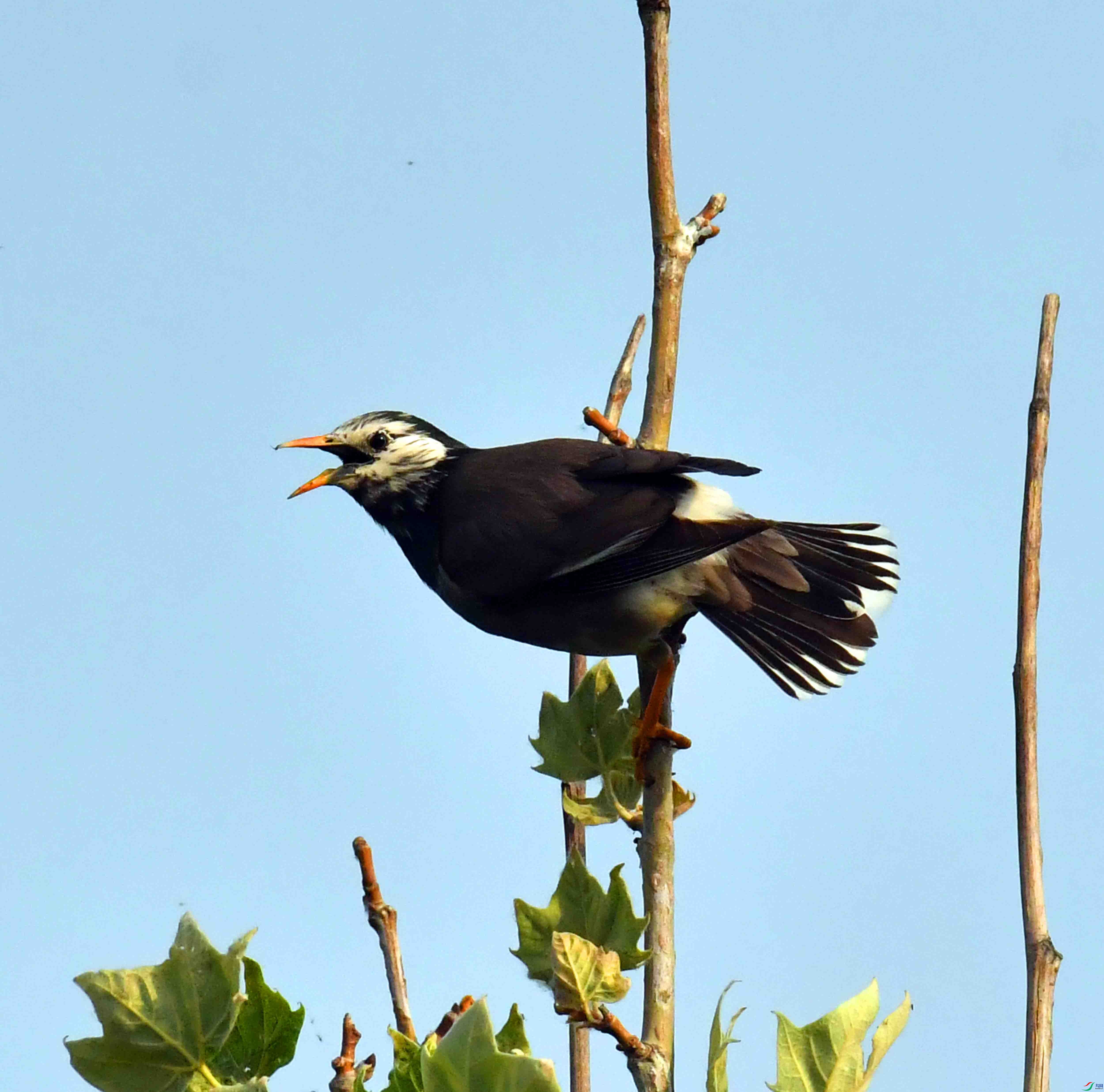 DSC_0744.JPG