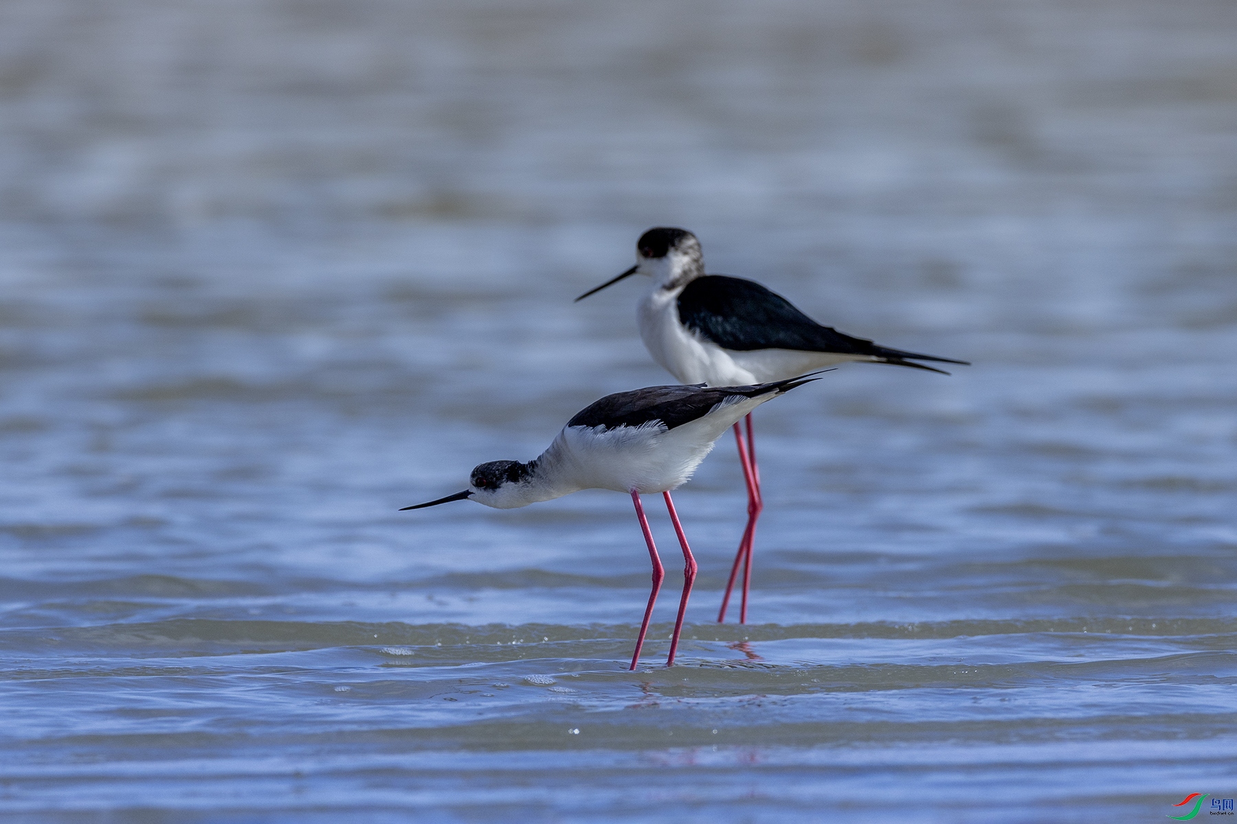 488A1952 ����.jpg