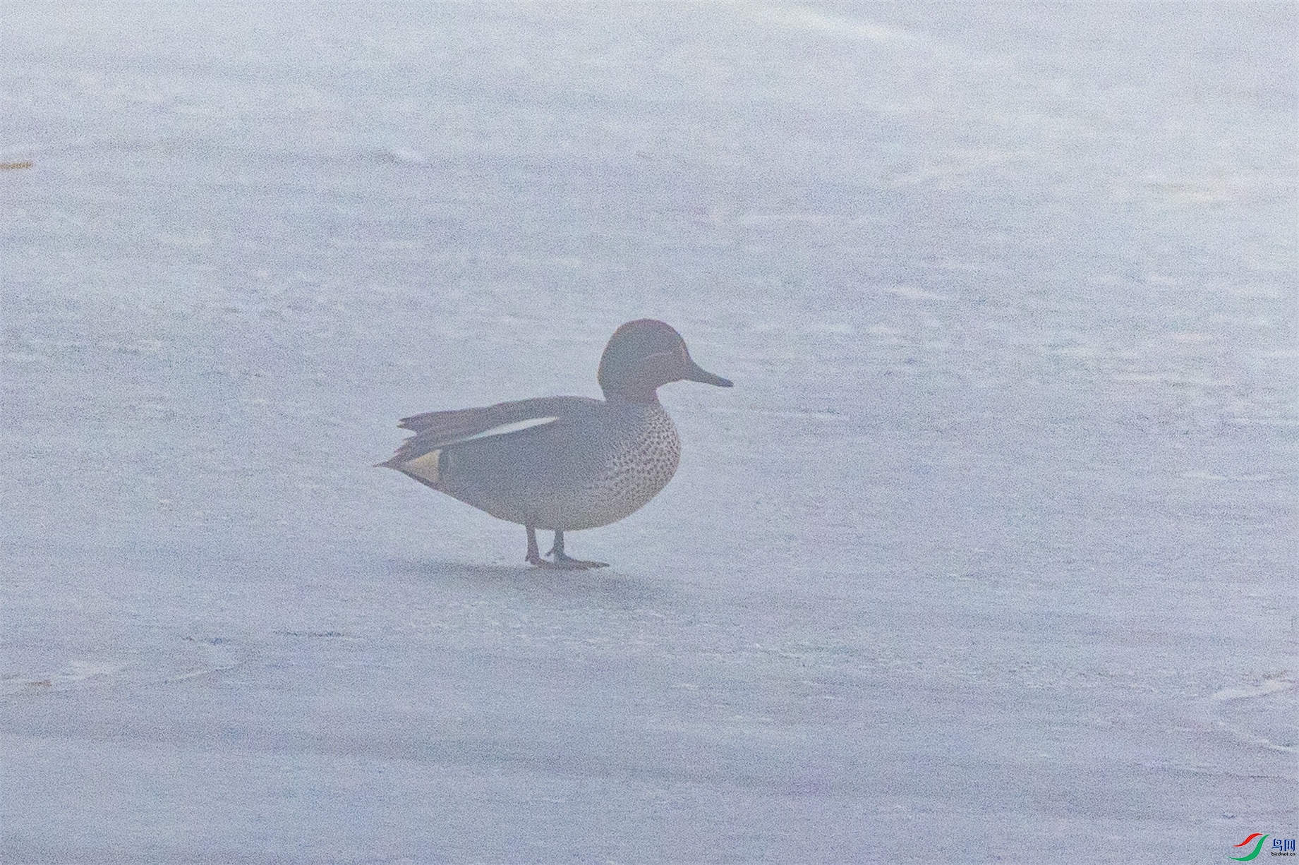 1K3A3433 ����1.jpg