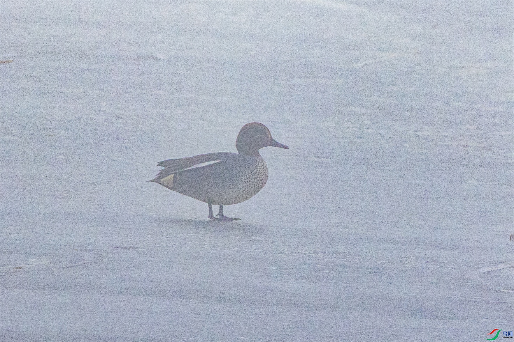 1K3A3425 ����1.jpg