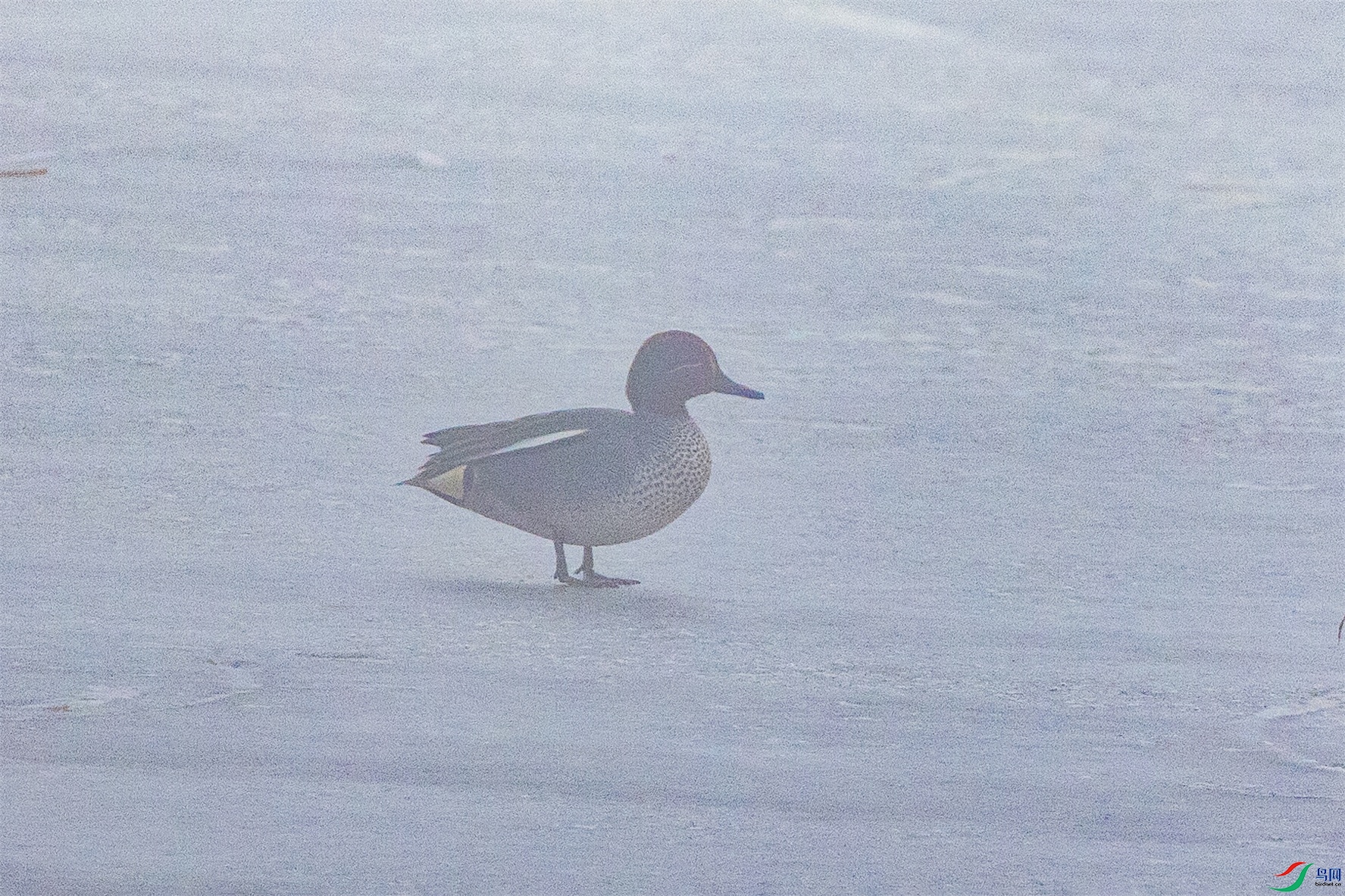 1K3A3426 ����1.jpg