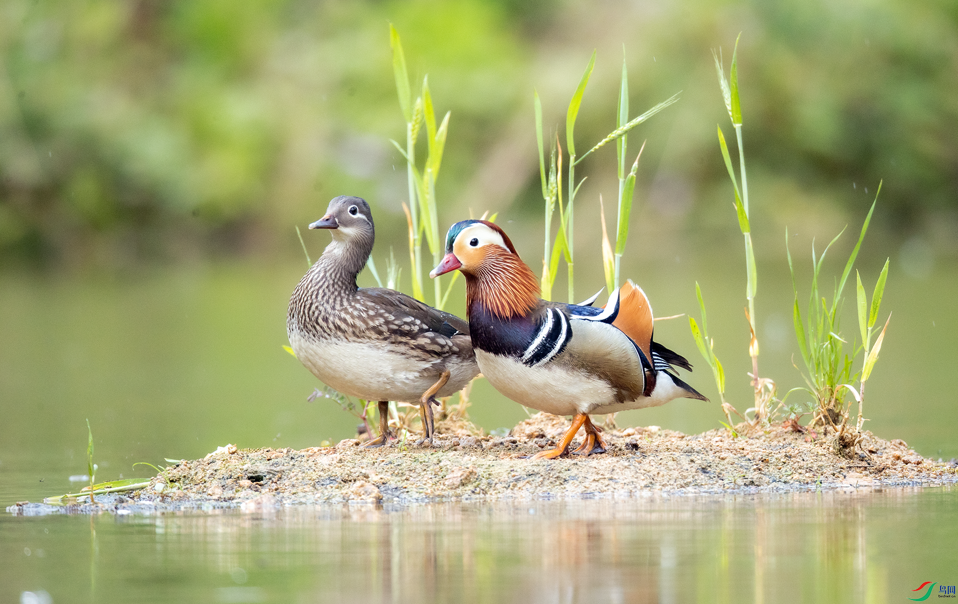 _32I3129 ����.png