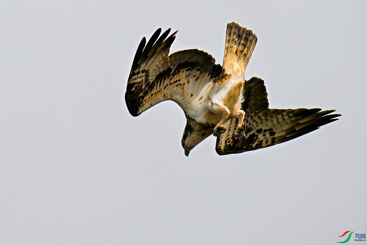 DSC_1950.png