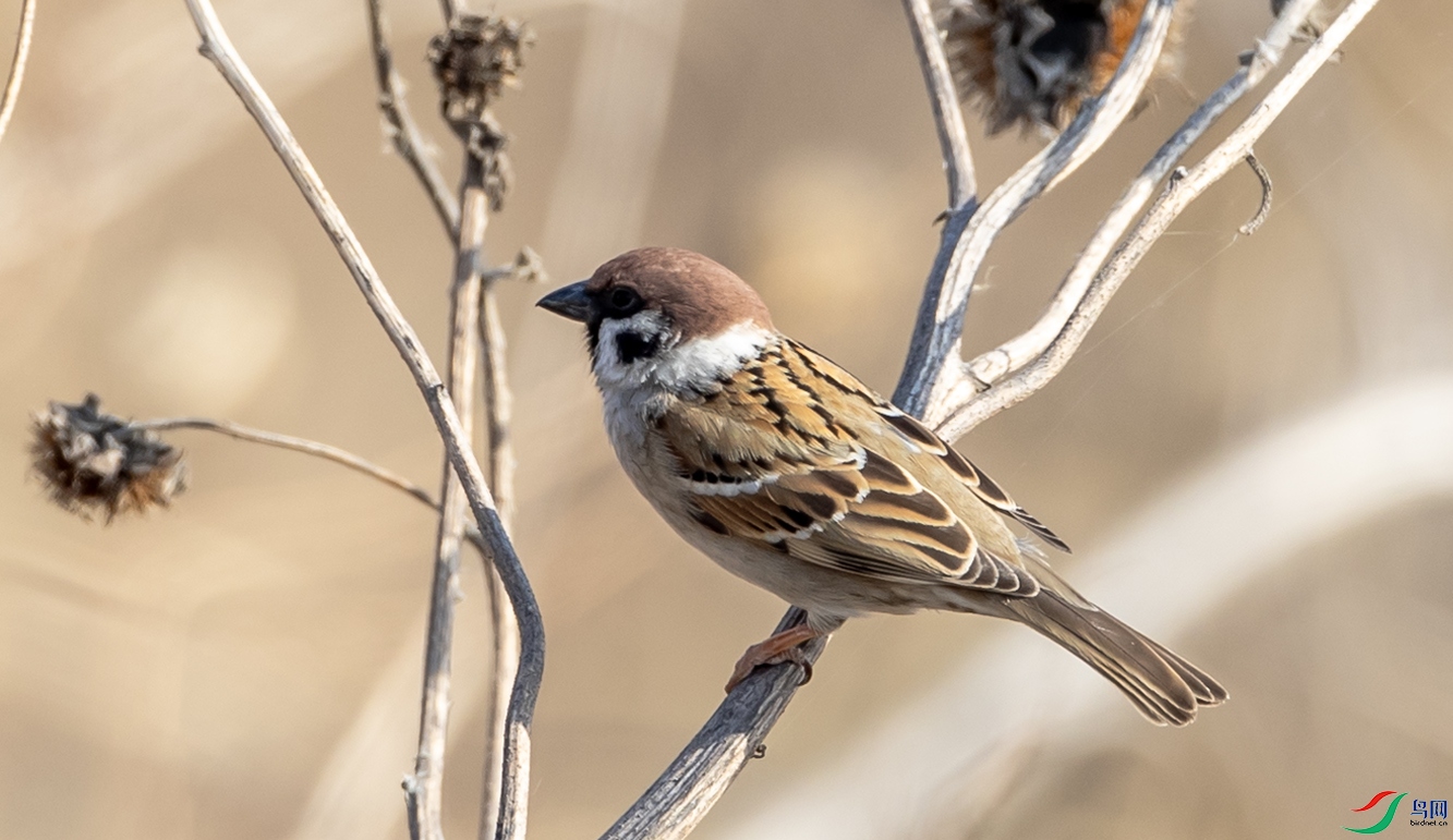 ��ȸ611 ����.jpg