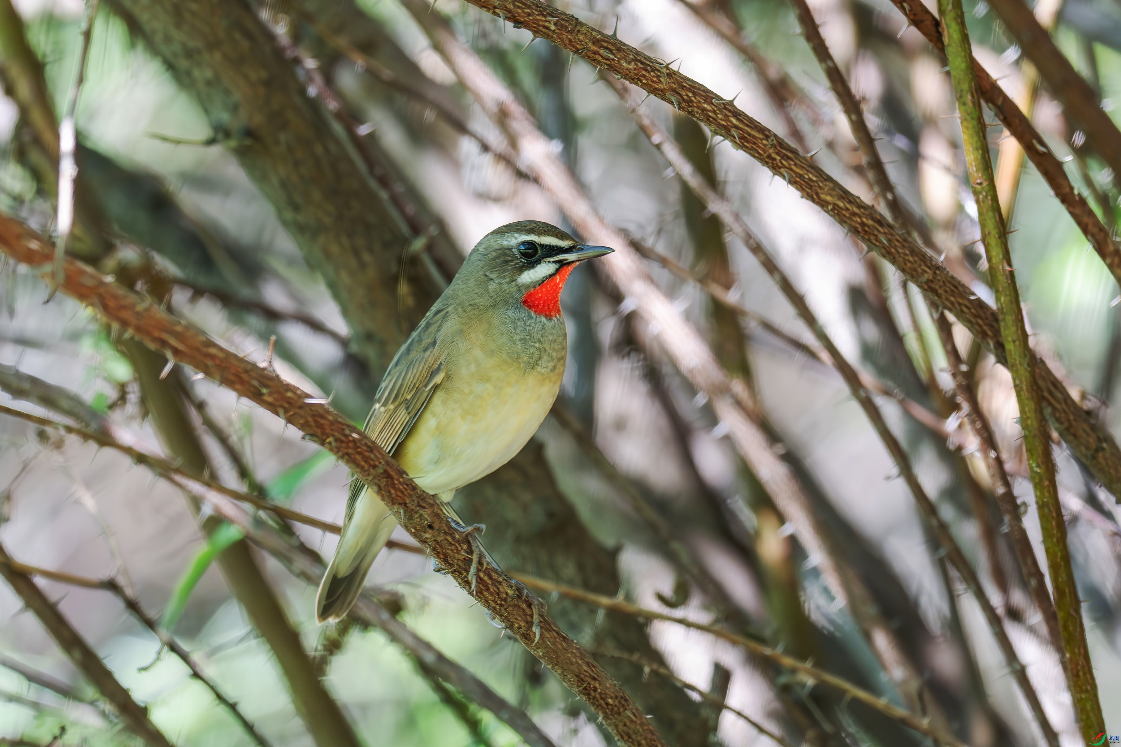 DSC_7136-.jpg