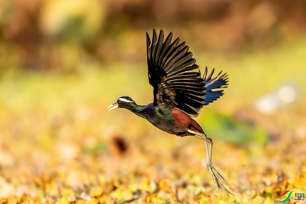 0F7A7814 ����.jpg