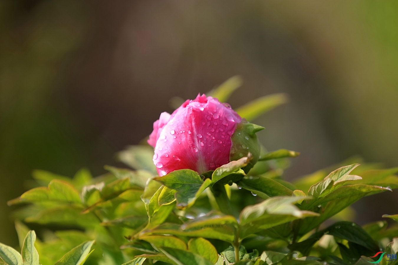 3X7A6404.JPG