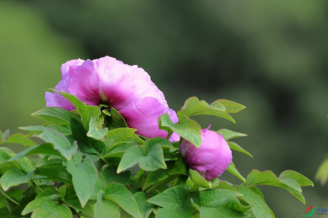 3X7A6460.JPG