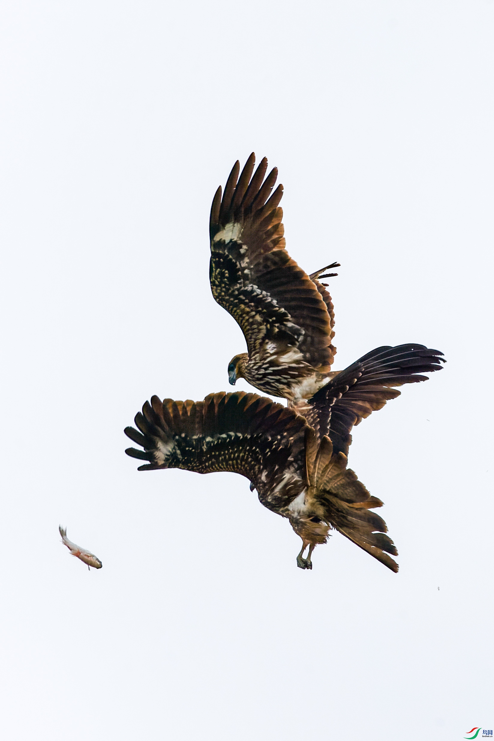 1DX_6015-CR2_DxO_DeepPRIME-1.jpg
