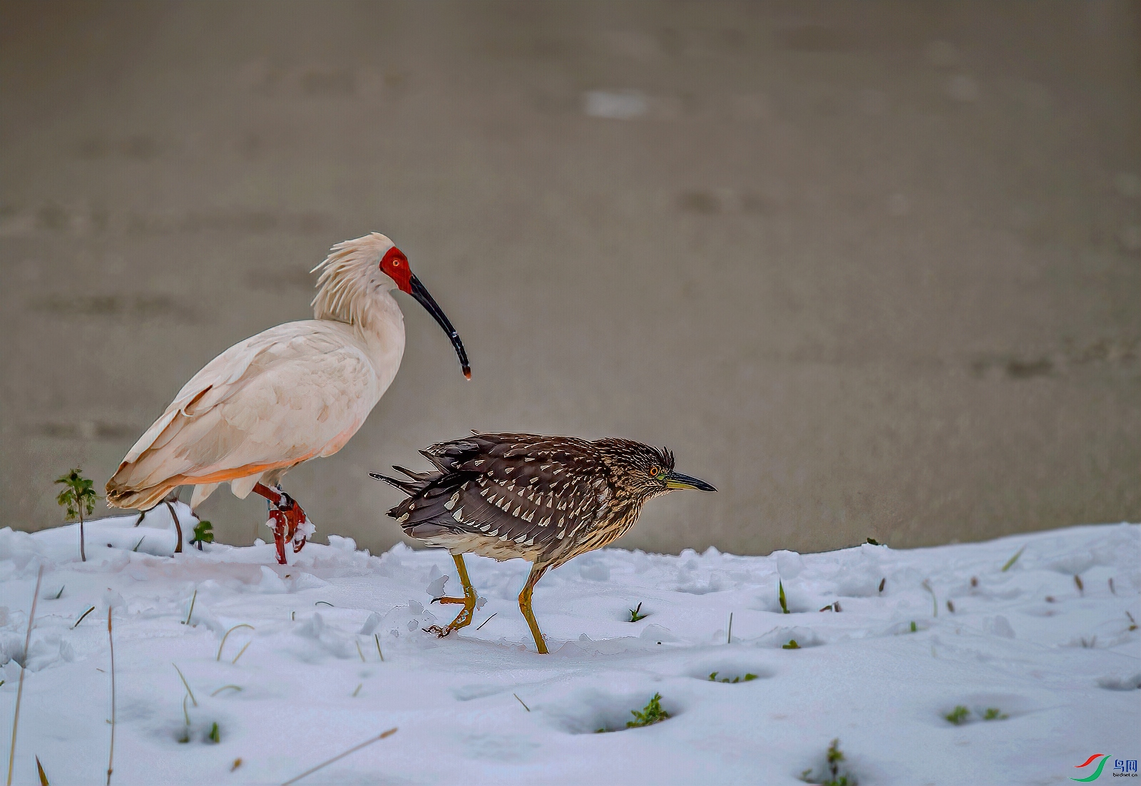 DSC_0210-11.jpg