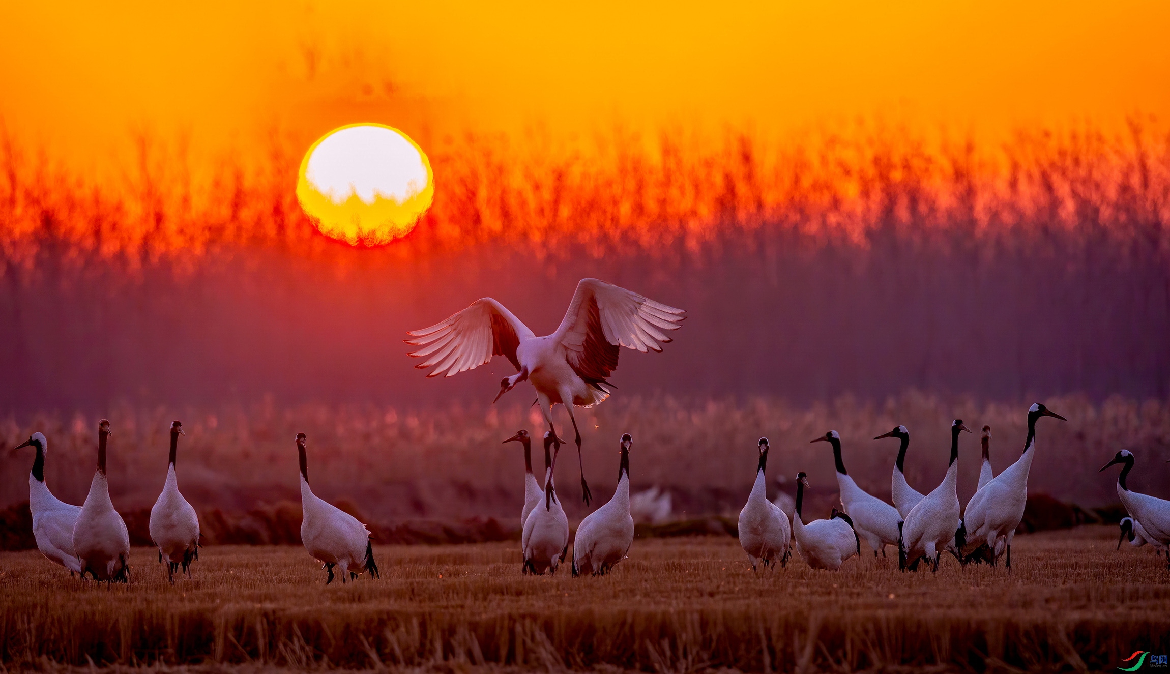 DSC_8643v.jpg