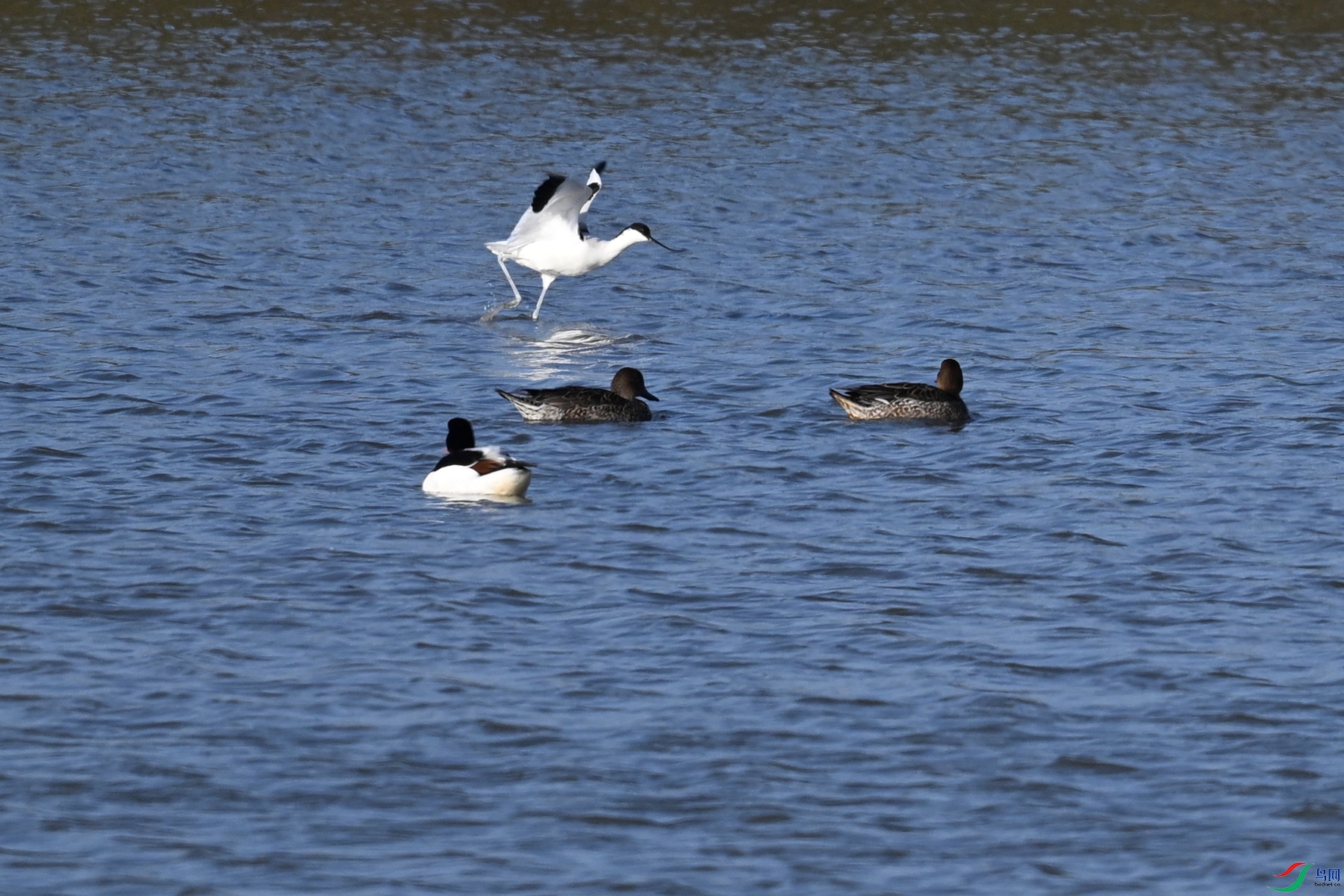 DSC_8417.JPG