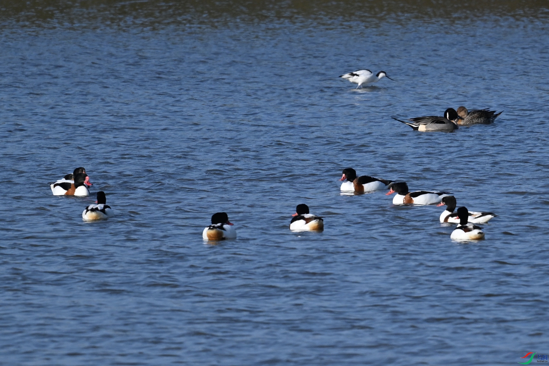 DSC_8425.JPG