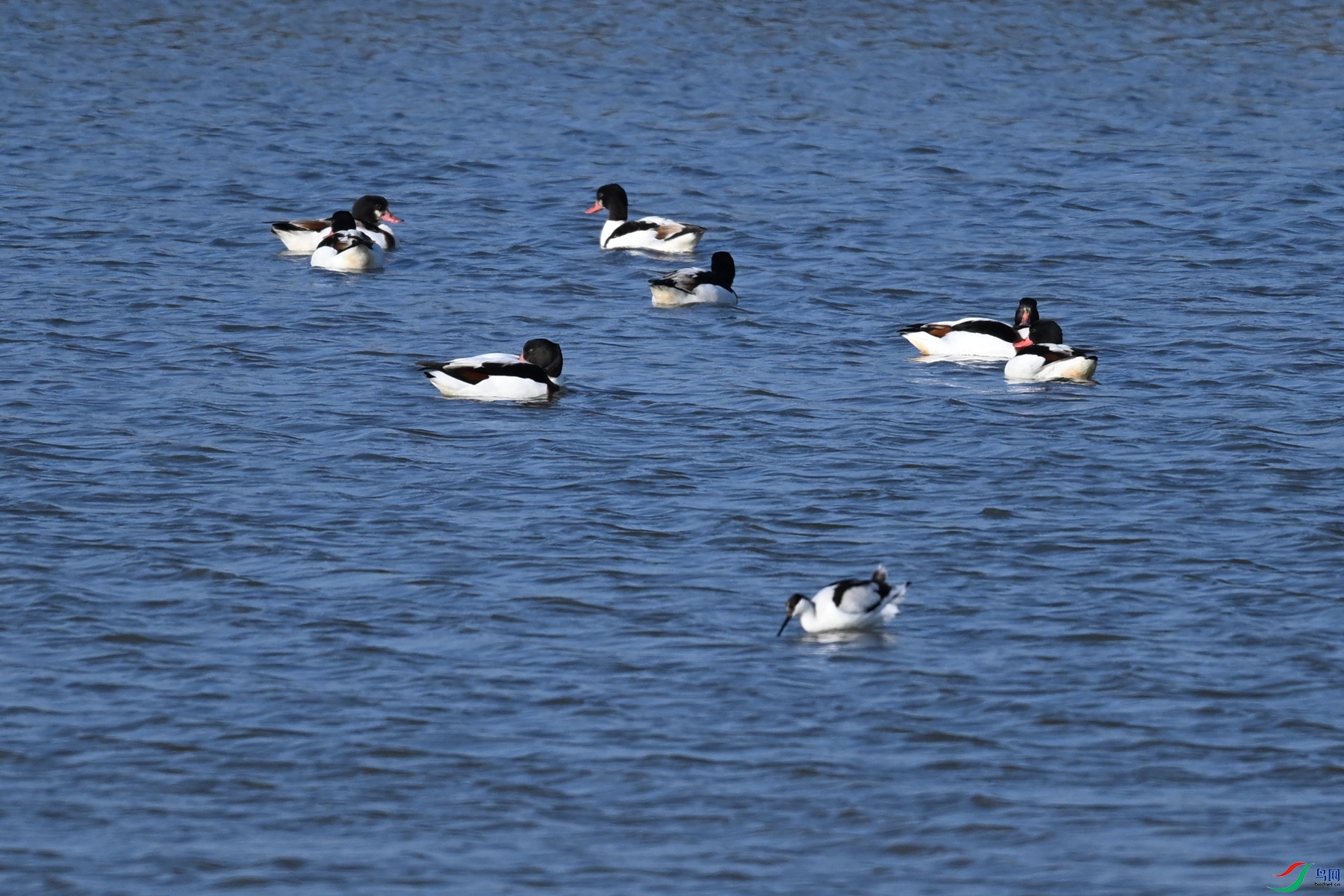 DSC_8415.JPG