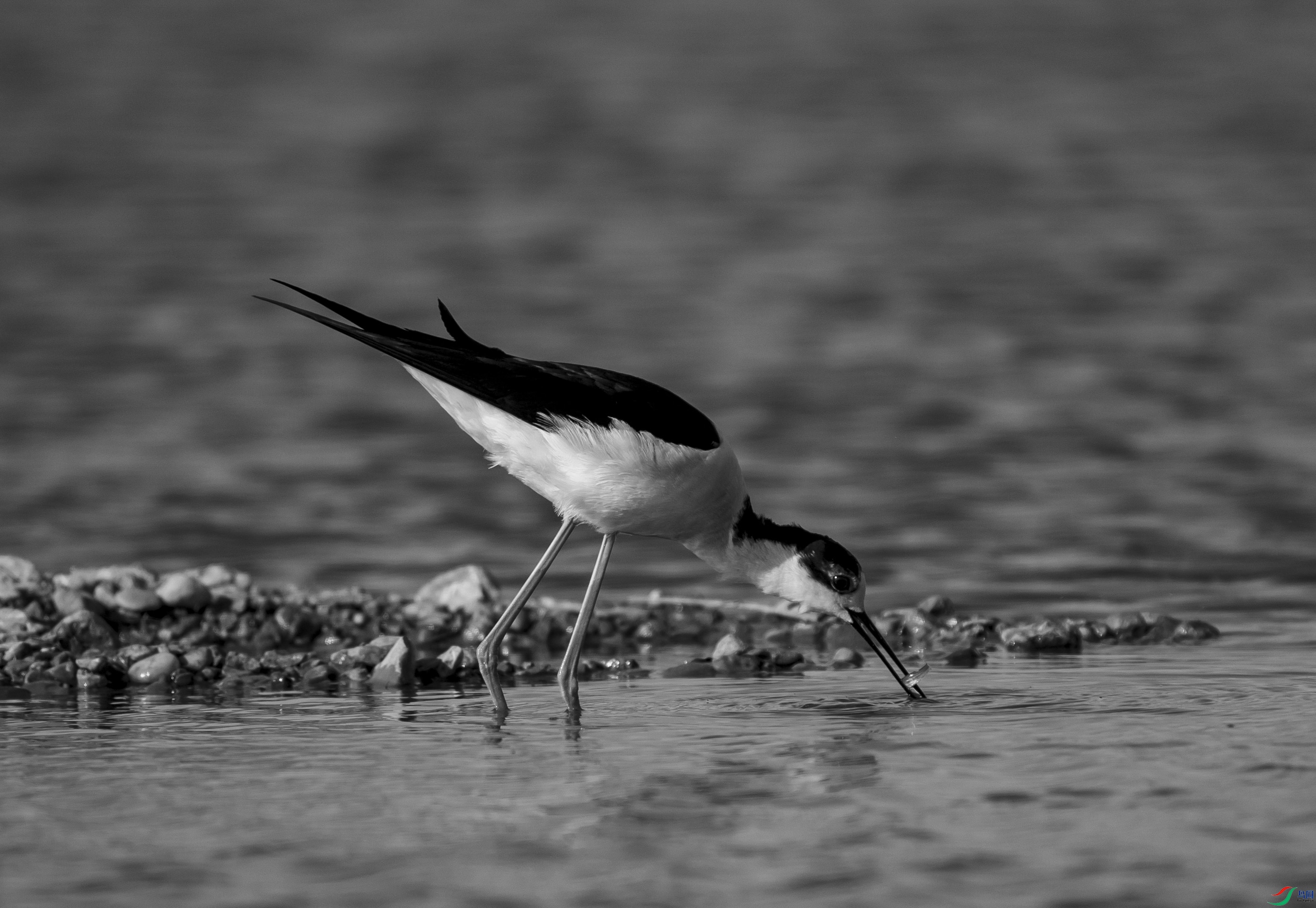 DSC00954 ����.jpg