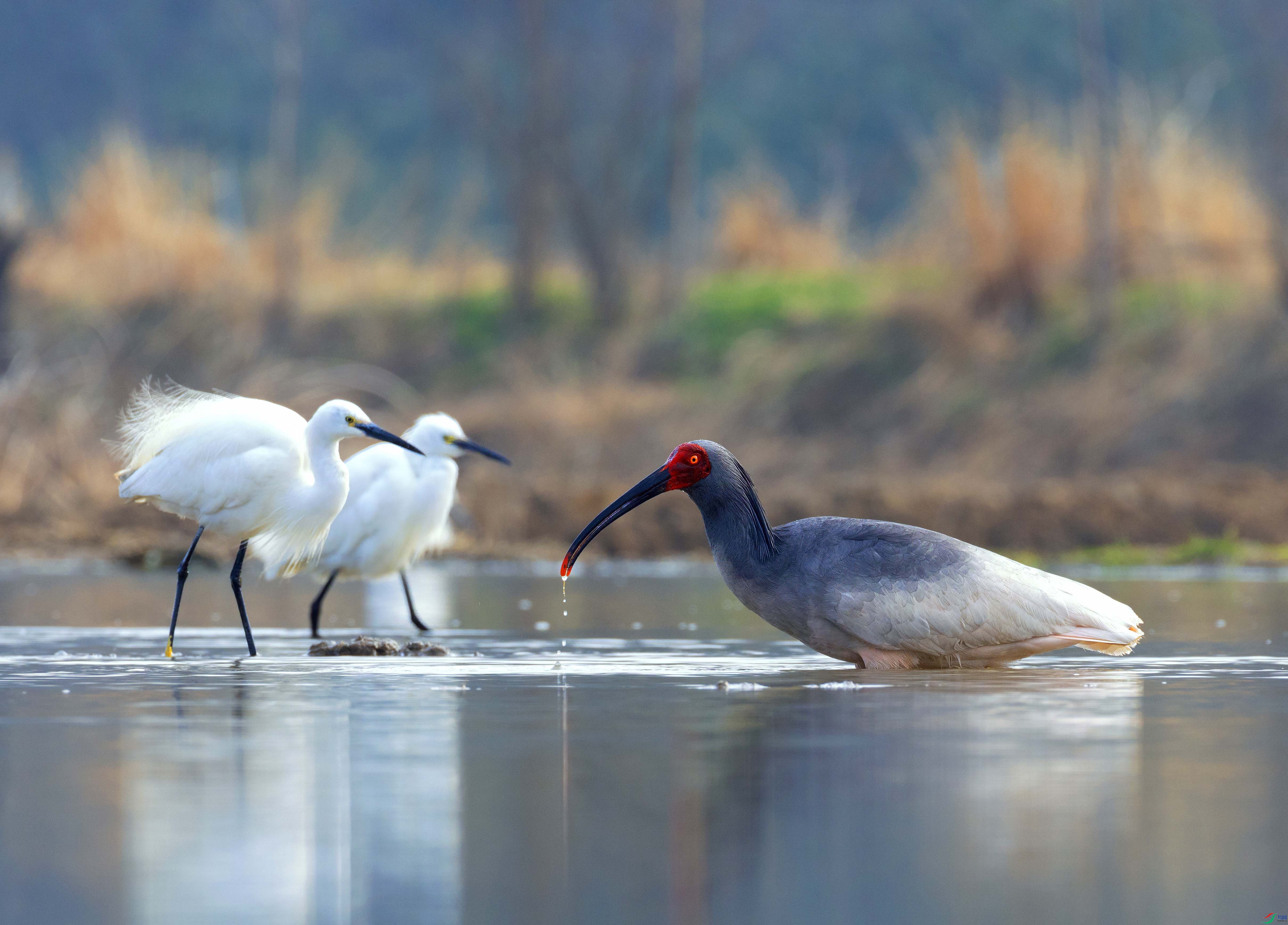 C87A2252 ���� 3.jpg