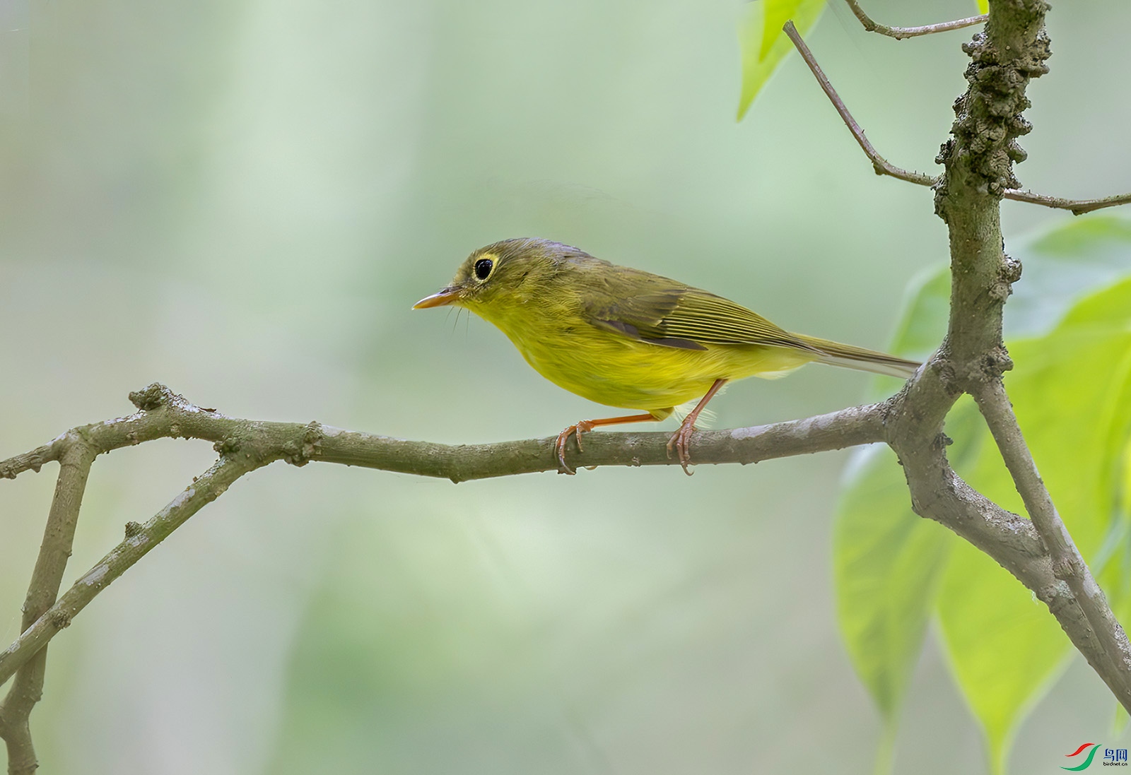 2I1A9149-����ǿ-NR ���� 2.jpg